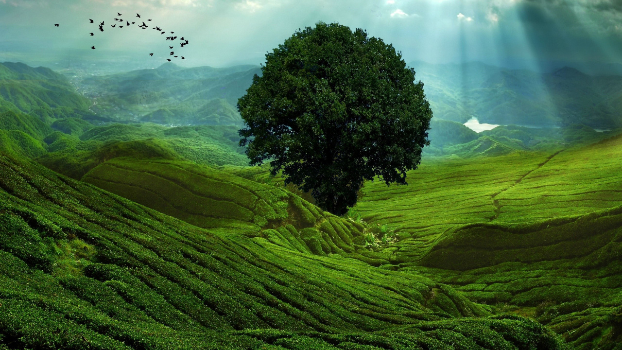 Green Trees on Green Grass Field Under White Clouds During Daytime. Wallpaper in 1280x720 Resolution