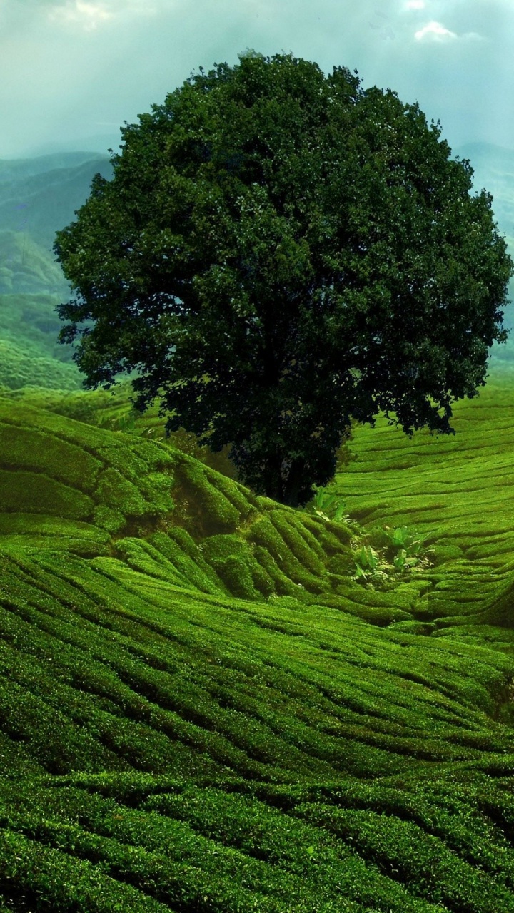 高地, 性质, 山站, 植被, 种植园 壁纸 720x1280 允许