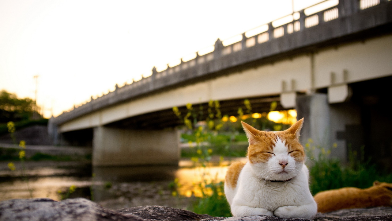 White and Orange Cat Lying on Rock. Wallpaper in 1280x720 Resolution