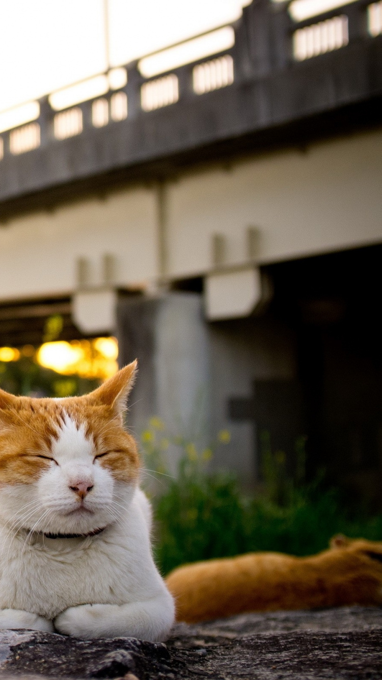 White and Orange Cat Lying on Rock. Wallpaper in 750x1334 Resolution
