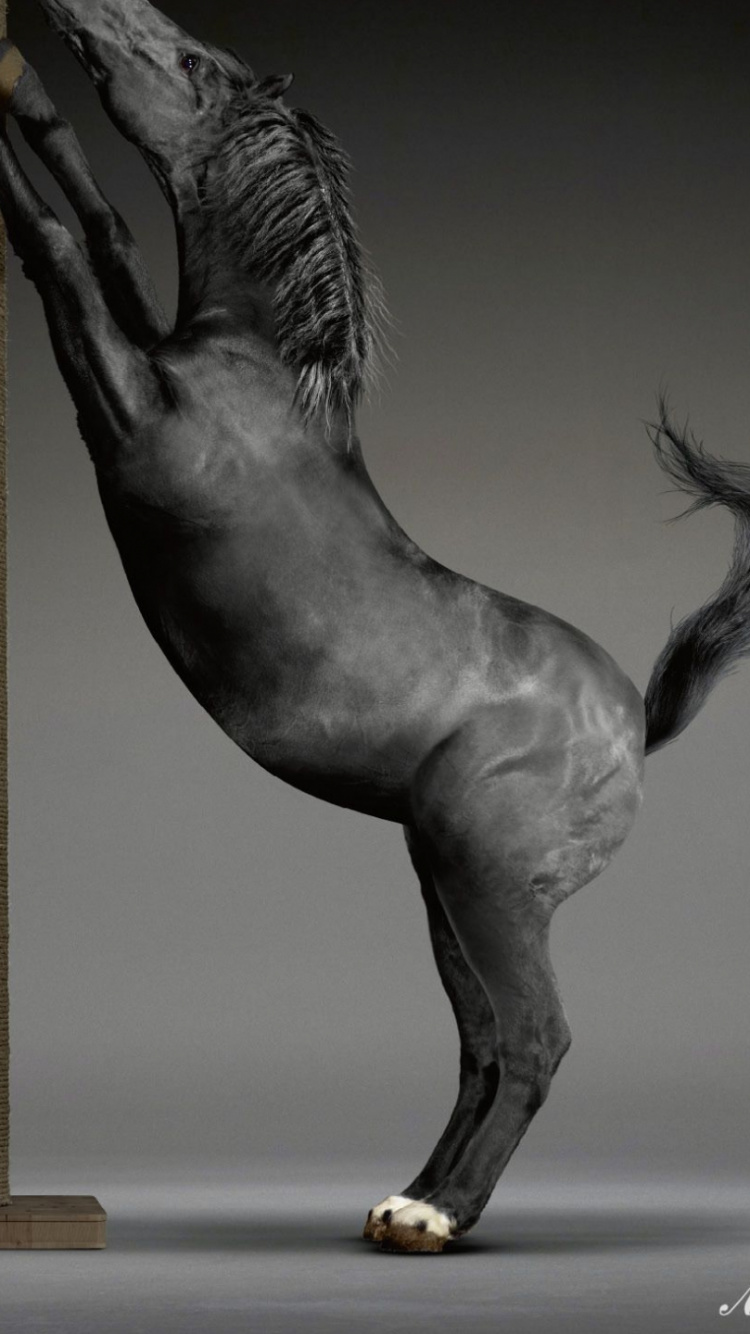 Grey Horse Jumping Beside Brown Wooden Post. Wallpaper in 750x1334 Resolution