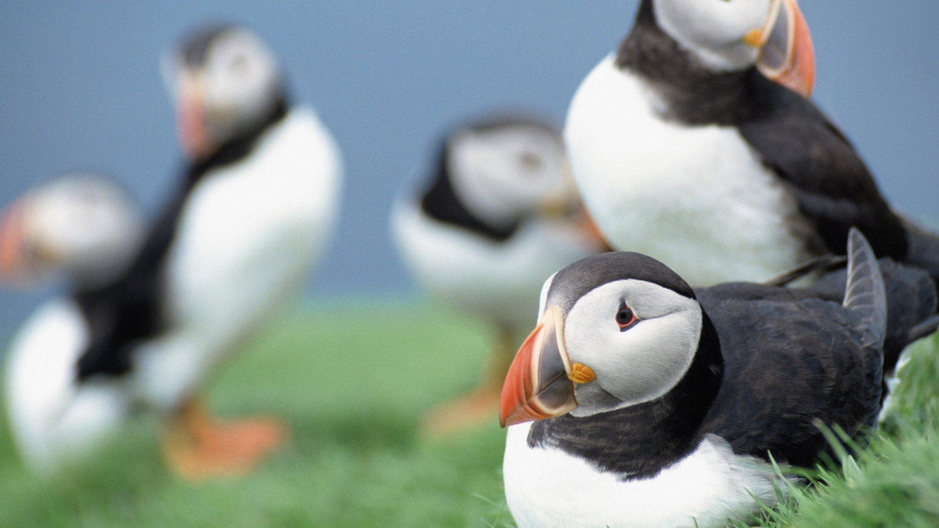 鸟, 海鸟, Charadriiformes, 不会飞的鸟, 企鹅 壁纸 1366x768 允许