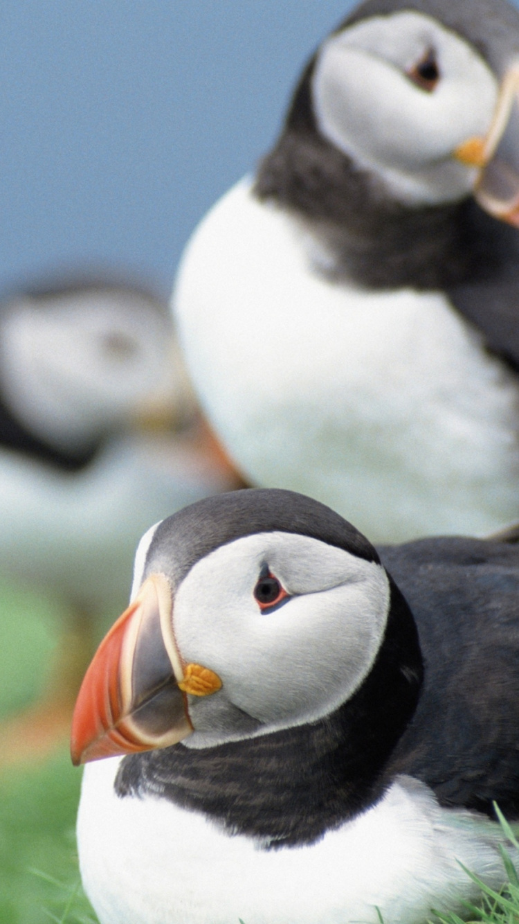 鸟, 海鸟, Charadriiformes, 不会飞的鸟, 企鹅 壁纸 750x1334 允许