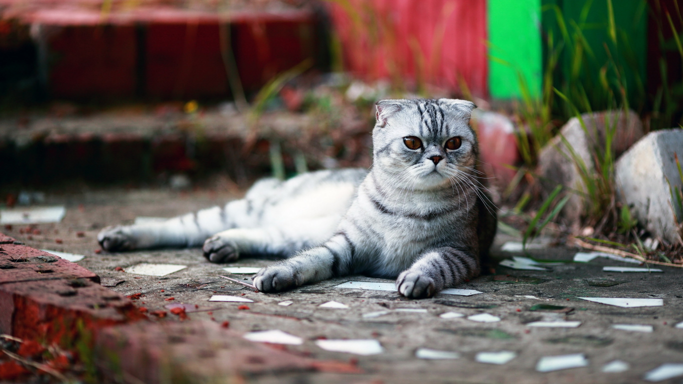 Silver Tabby Cat Lying on Concrete Floor. Wallpaper in 1366x768 Resolution