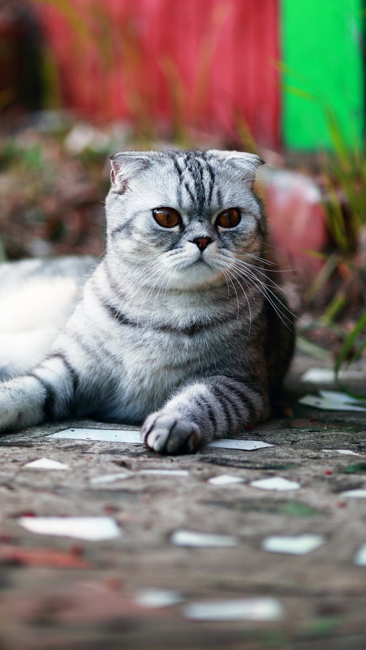 Silber Getigerte Katze Liegt Auf Betonboden. Wallpaper in 720x1280 Resolution