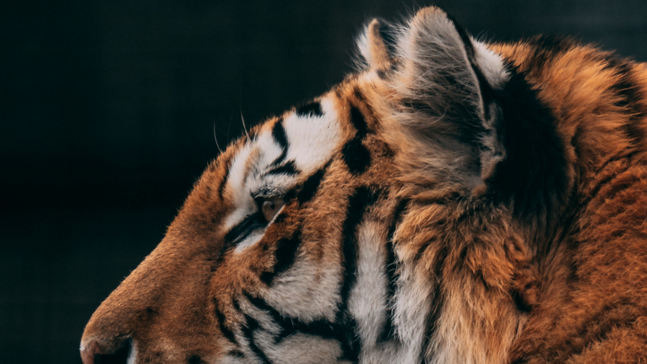 Tiger, Wildlife, Cougar, Felidae, Cat. Wallpaper in 1280x720 Resolution