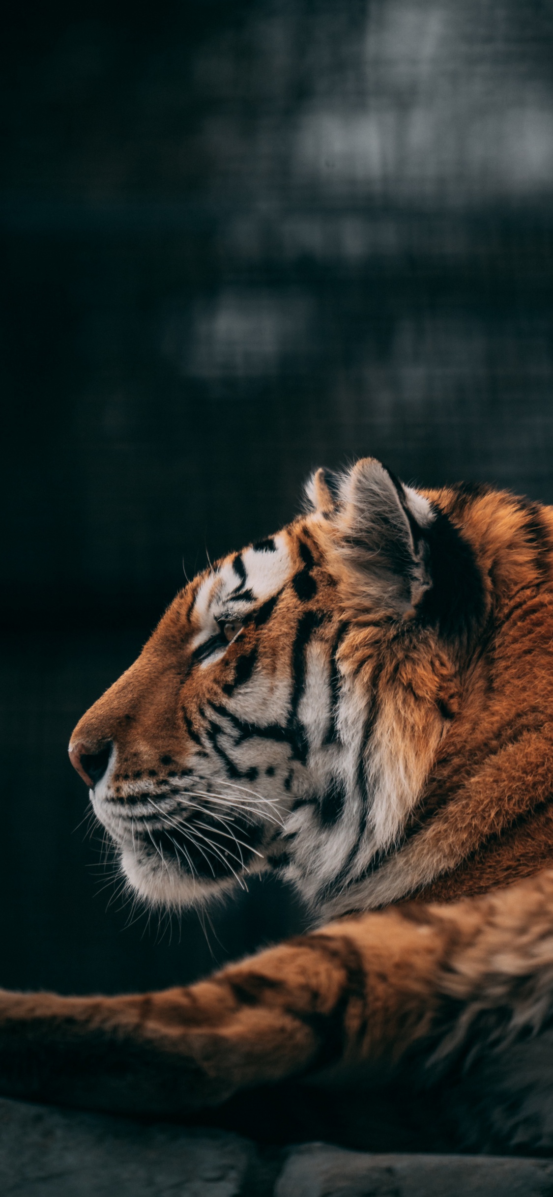 Tigre, Cougar, Felidae, Chat, Big Cat. Wallpaper in 1125x2436 Resolution