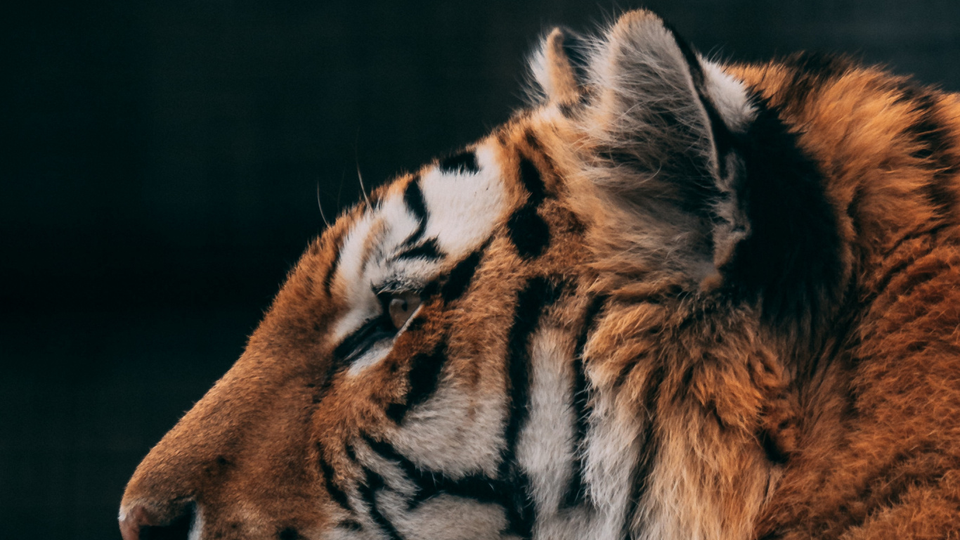 Tigre, Cougar, Felidae, Chat, Big Cat. Wallpaper in 1366x768 Resolution