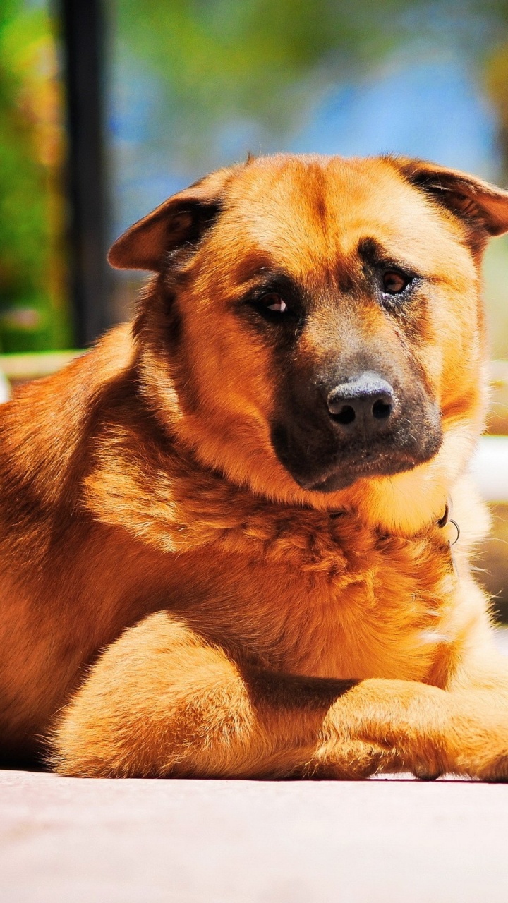 Perro de Pelo Corto Marrón Acostado en Una Silla de Plástico Blanco. Wallpaper in 720x1280 Resolution