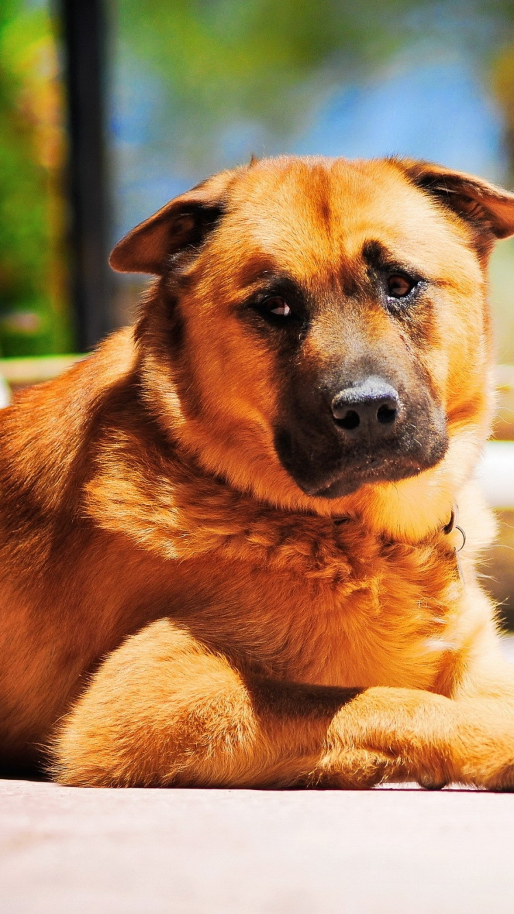 Brauner, Kurzhaariger Hund, Der Auf Weißem Plastikstuhl Liegt. Wallpaper in 750x1334 Resolution