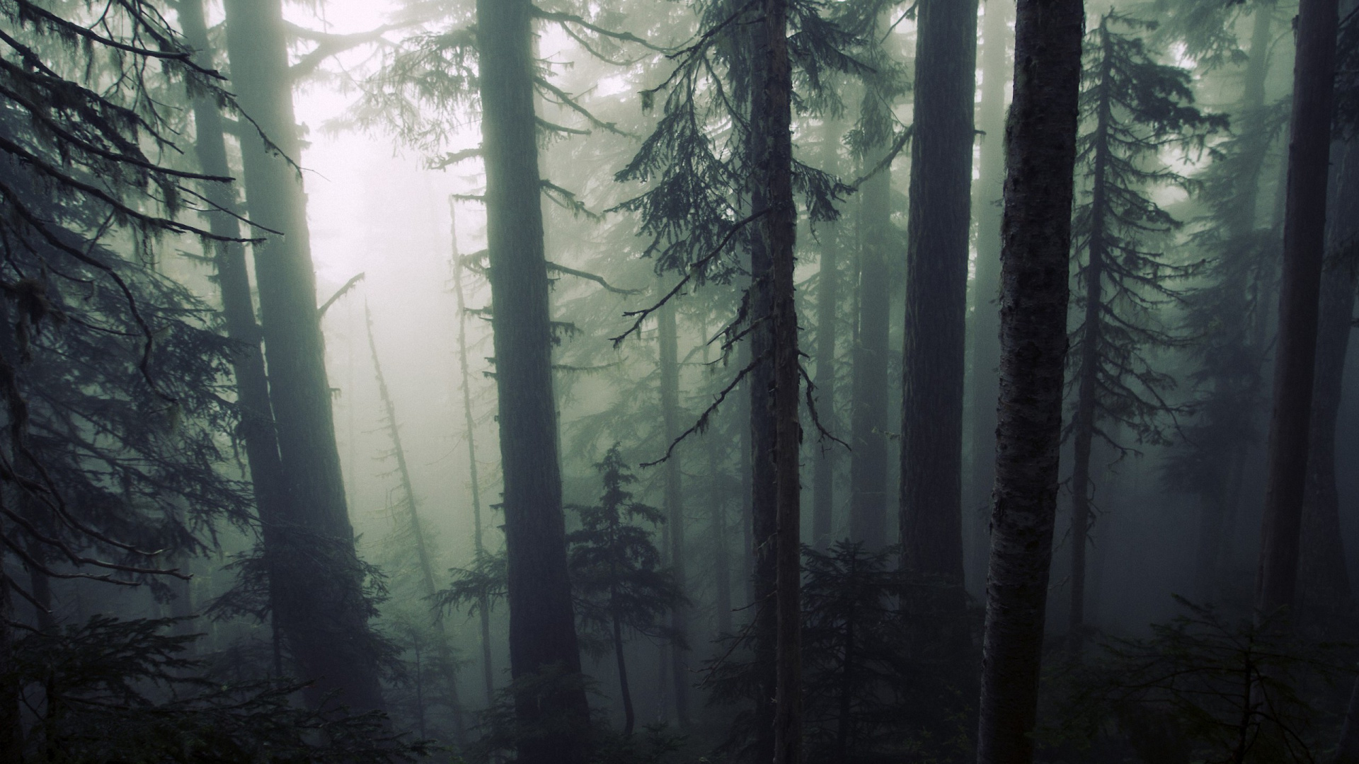 Green Trees in Forest During Daytime. Wallpaper in 1920x1080 Resolution