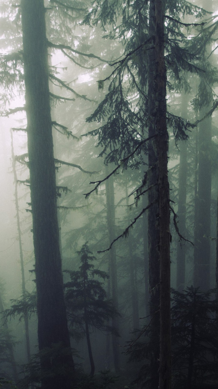 Green Trees in Forest During Daytime. Wallpaper in 750x1334 Resolution