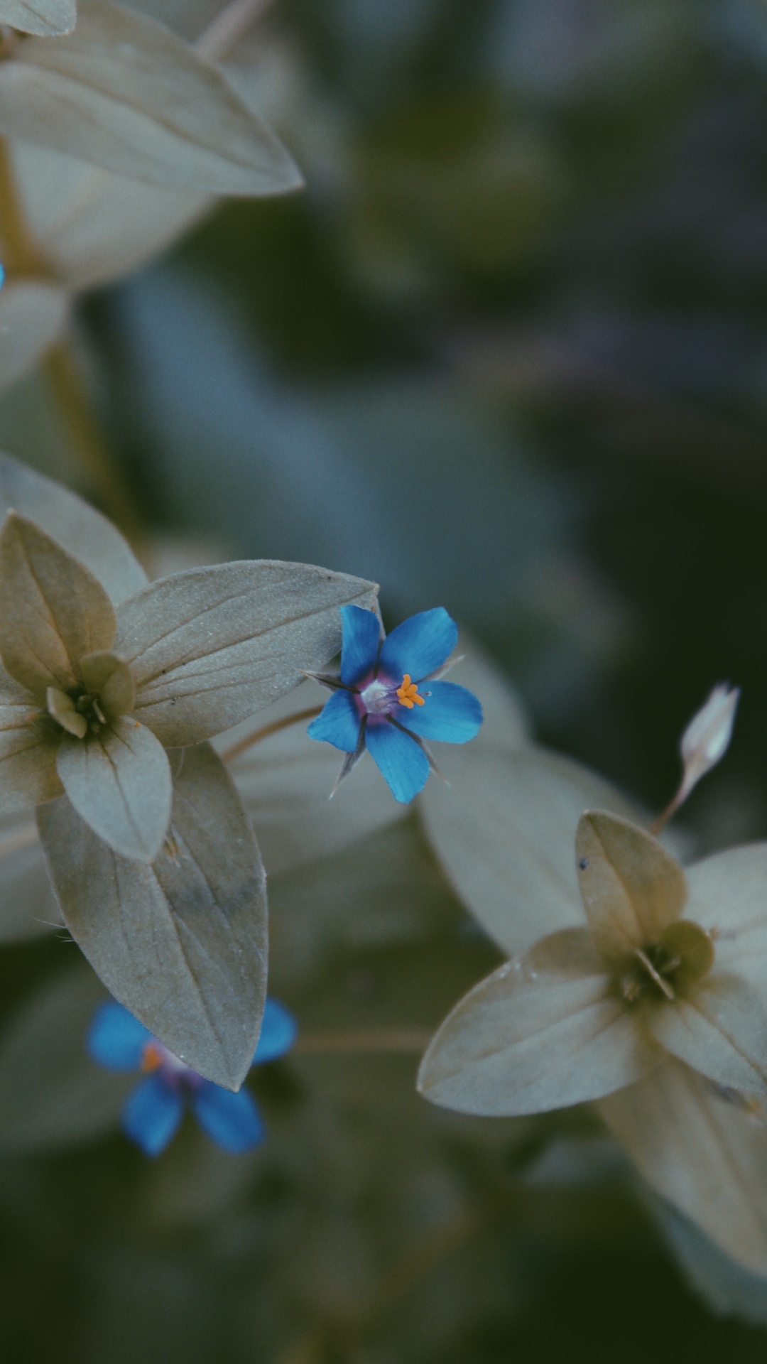 Blütenblatt, Blühende Pflanze, Blau, Frühjahr, Wildflower. Wallpaper in 1080x1920 Resolution