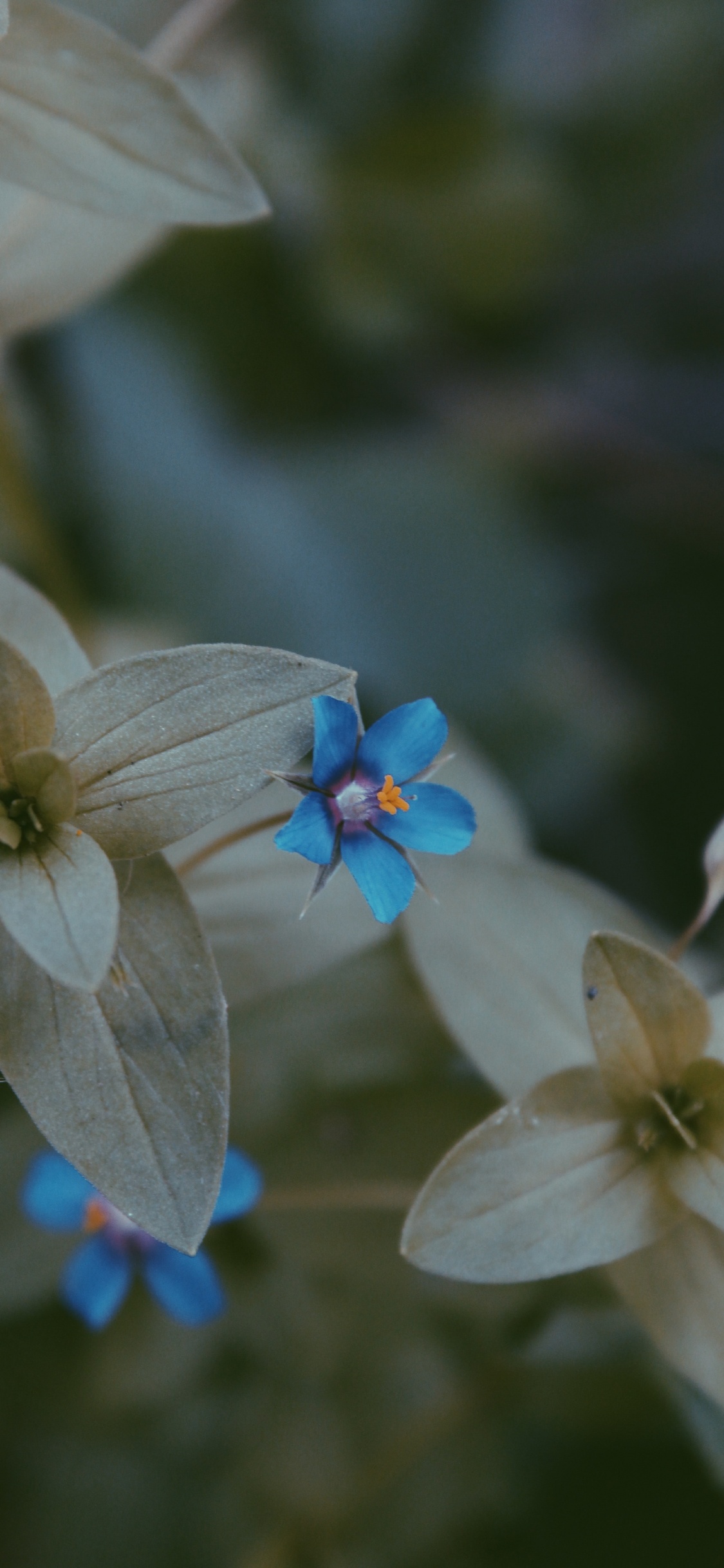 Blütenblatt, Blühende Pflanze, Blau, Frühjahr, Wildflower. Wallpaper in 1125x2436 Resolution