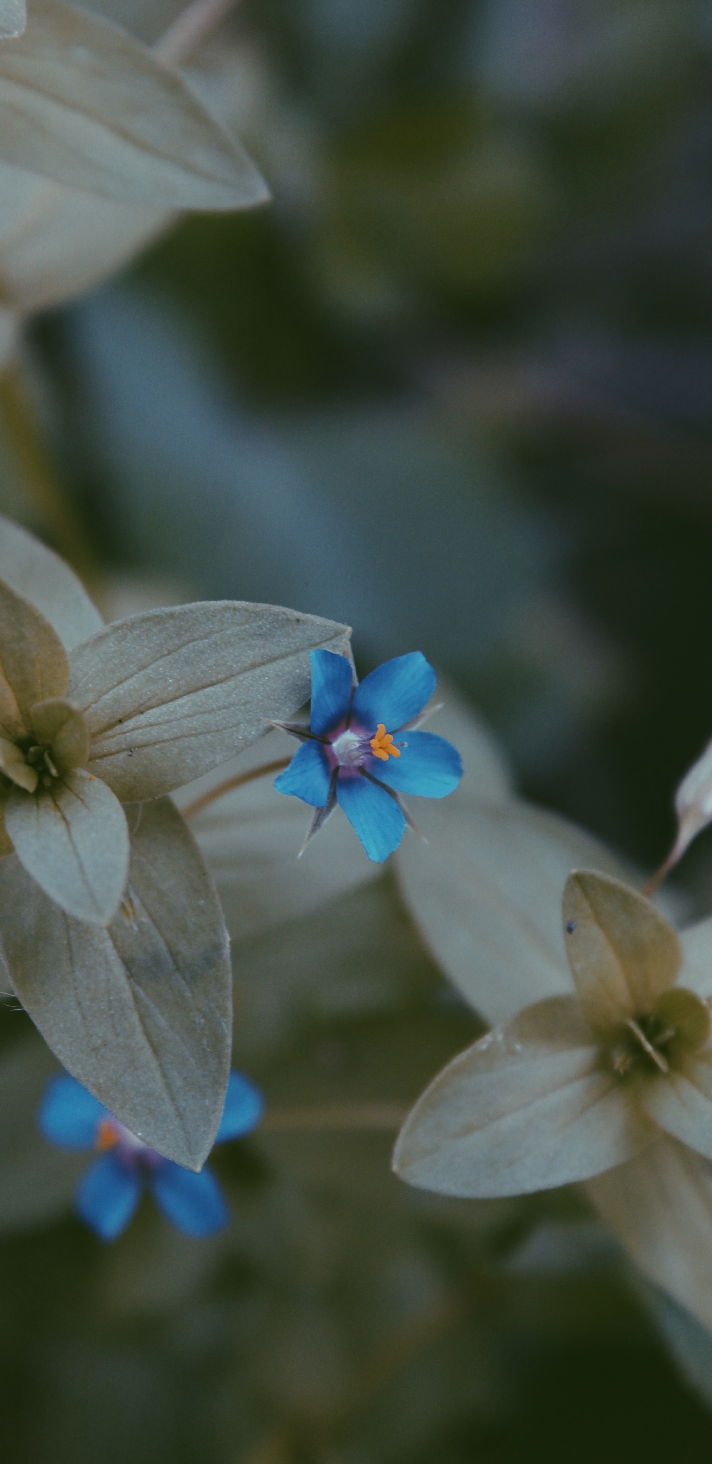 Blütenblatt, Blühende Pflanze, Blau, Frühjahr, Wildflower. Wallpaper in 1440x2960 Resolution