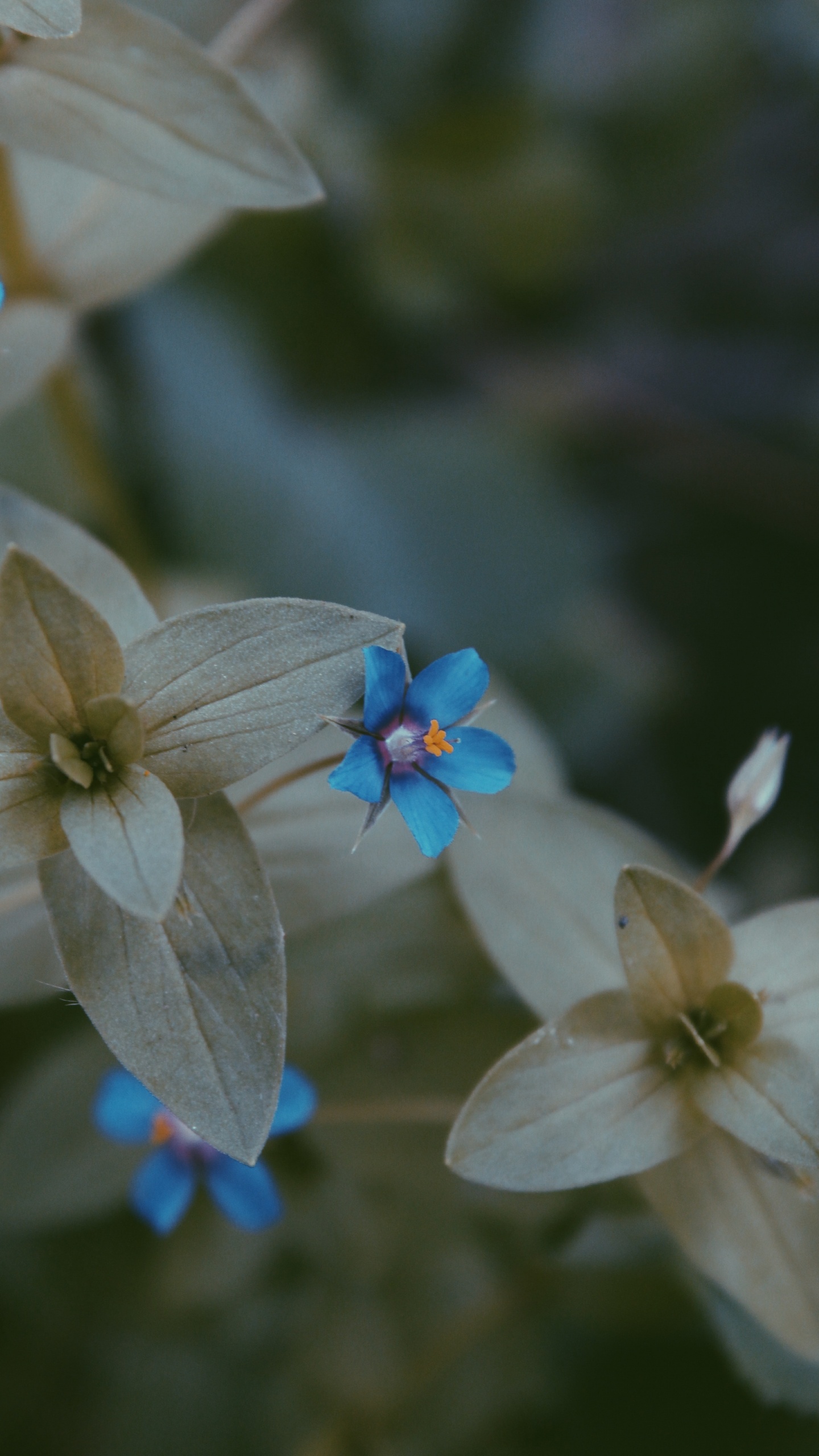 Pétalo, la Floración de la Planta, Azul, Primavera, Flores Silvestres. Wallpaper in 1440x2560 Resolution