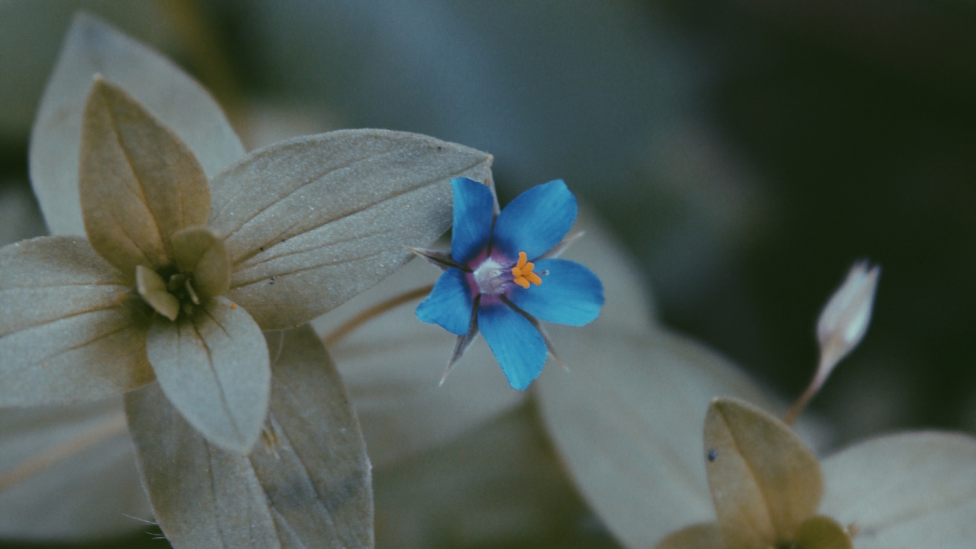 Flower, Petal, Flowering Plant, Blue, Plant. Wallpaper in 1366x768 Resolution