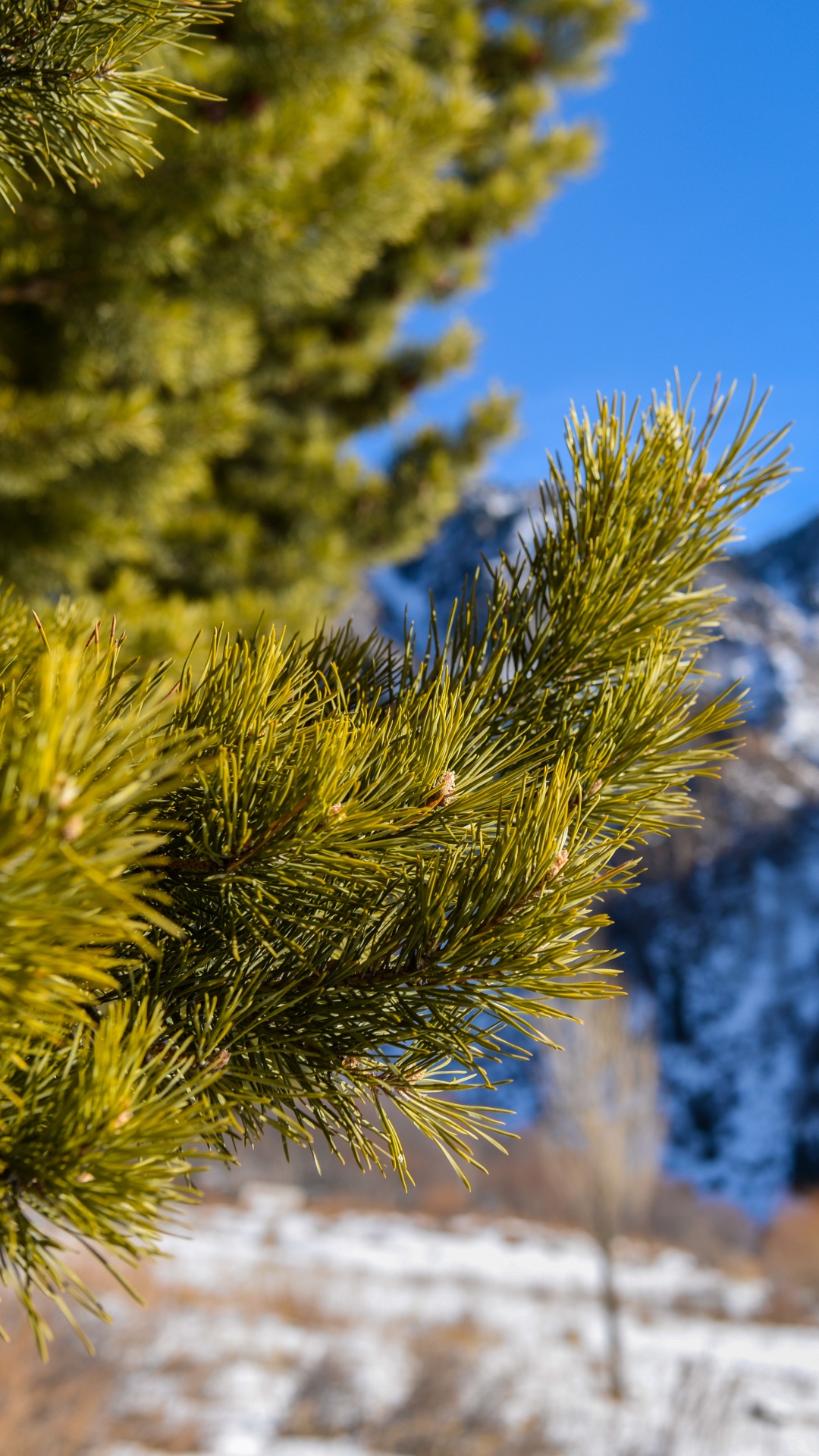 Green Pine Tree on Snow Covered Ground During Daytime. Wallpaper in 1080x1920 Resolution