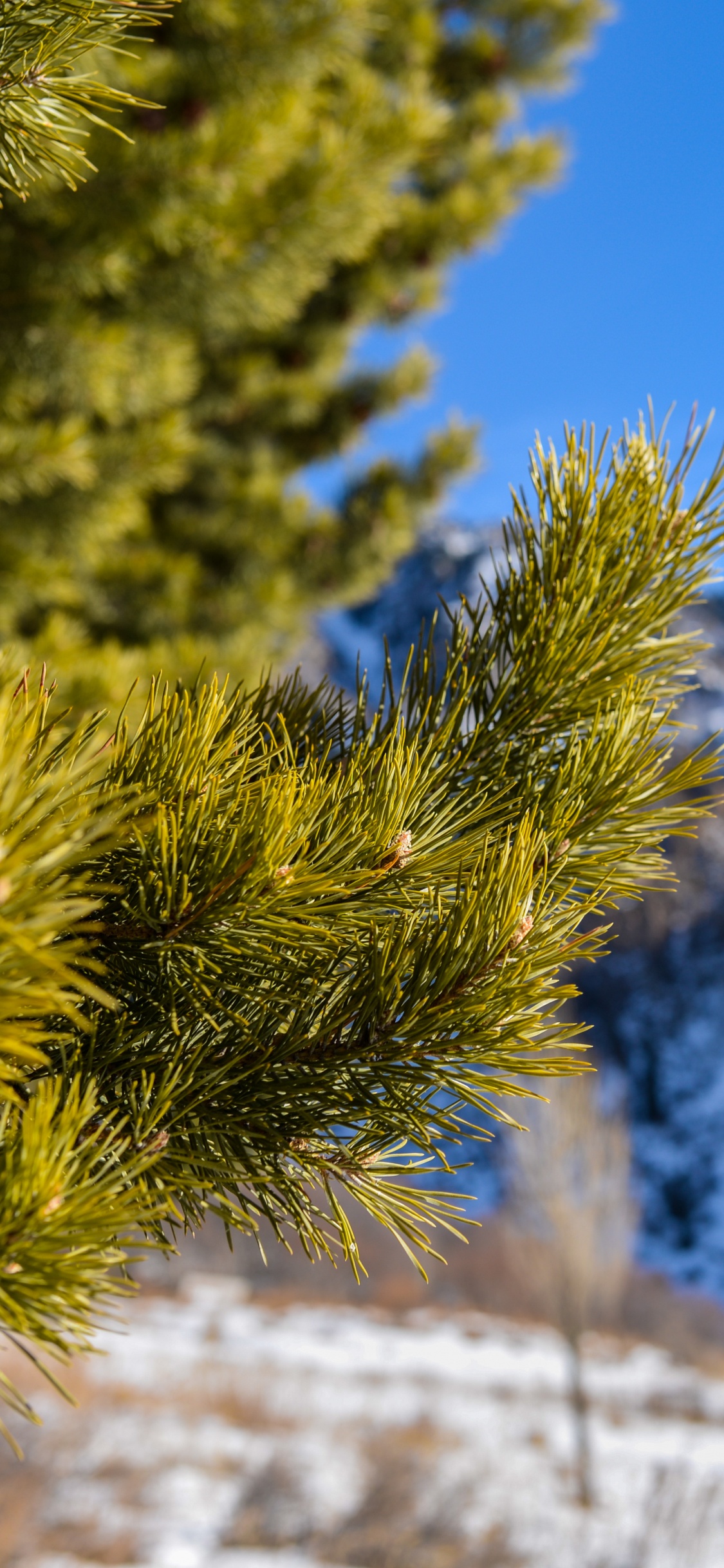 Green Pine Tree on Snow Covered Ground During Daytime. Wallpaper in 1125x2436 Resolution