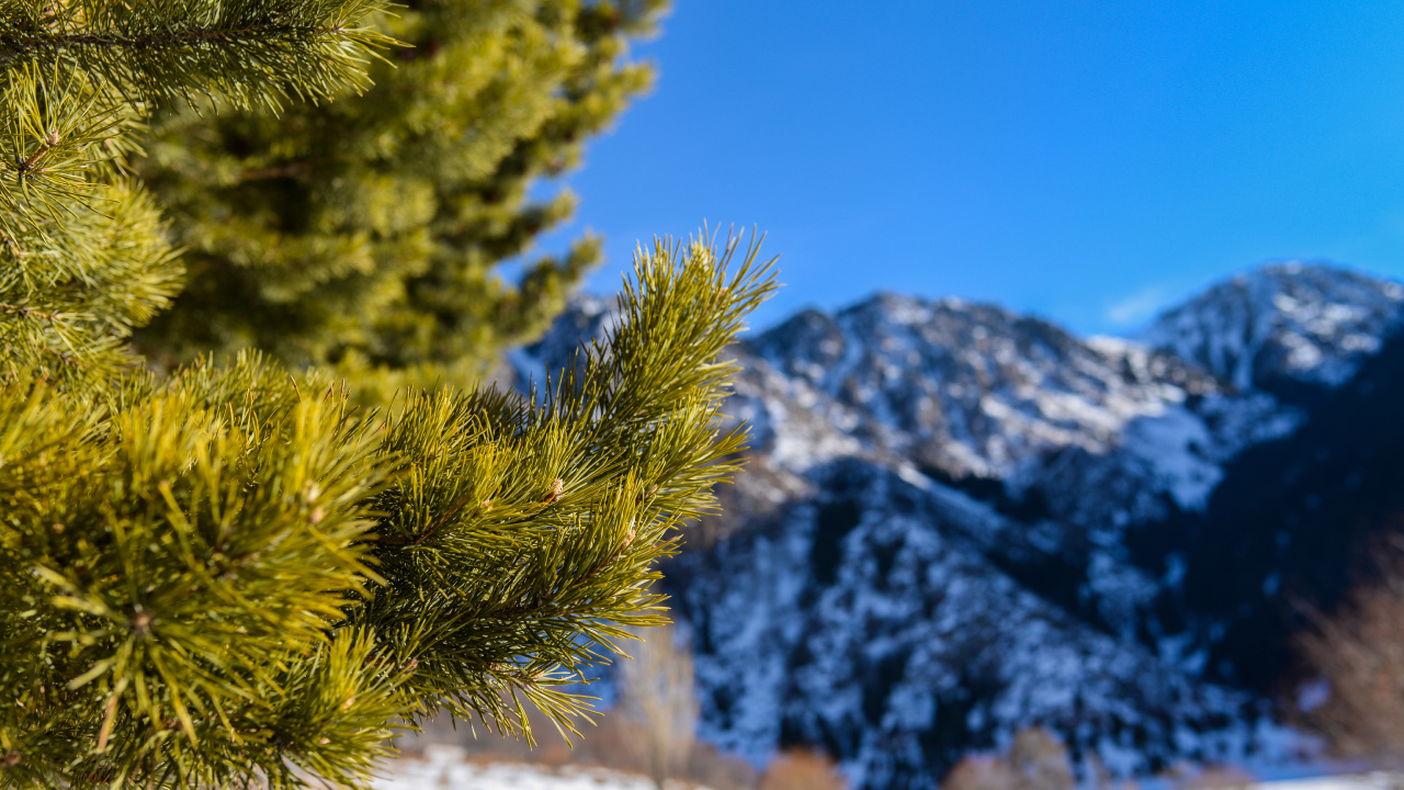 Green Pine Tree on Snow Covered Ground During Daytime. Wallpaper in 1280x720 Resolution