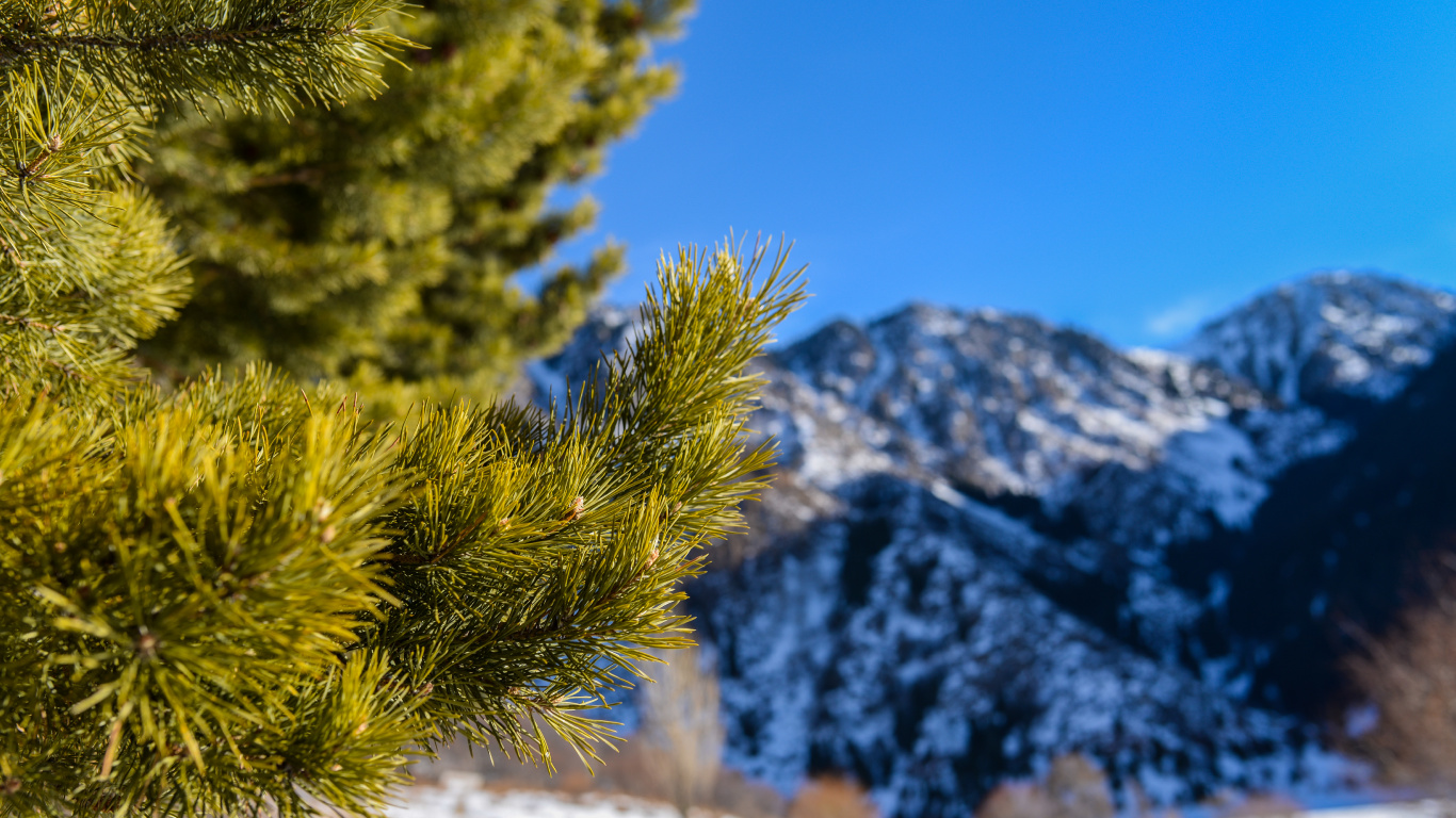 Green Pine Tree on Snow Covered Ground During Daytime. Wallpaper in 1366x768 Resolution