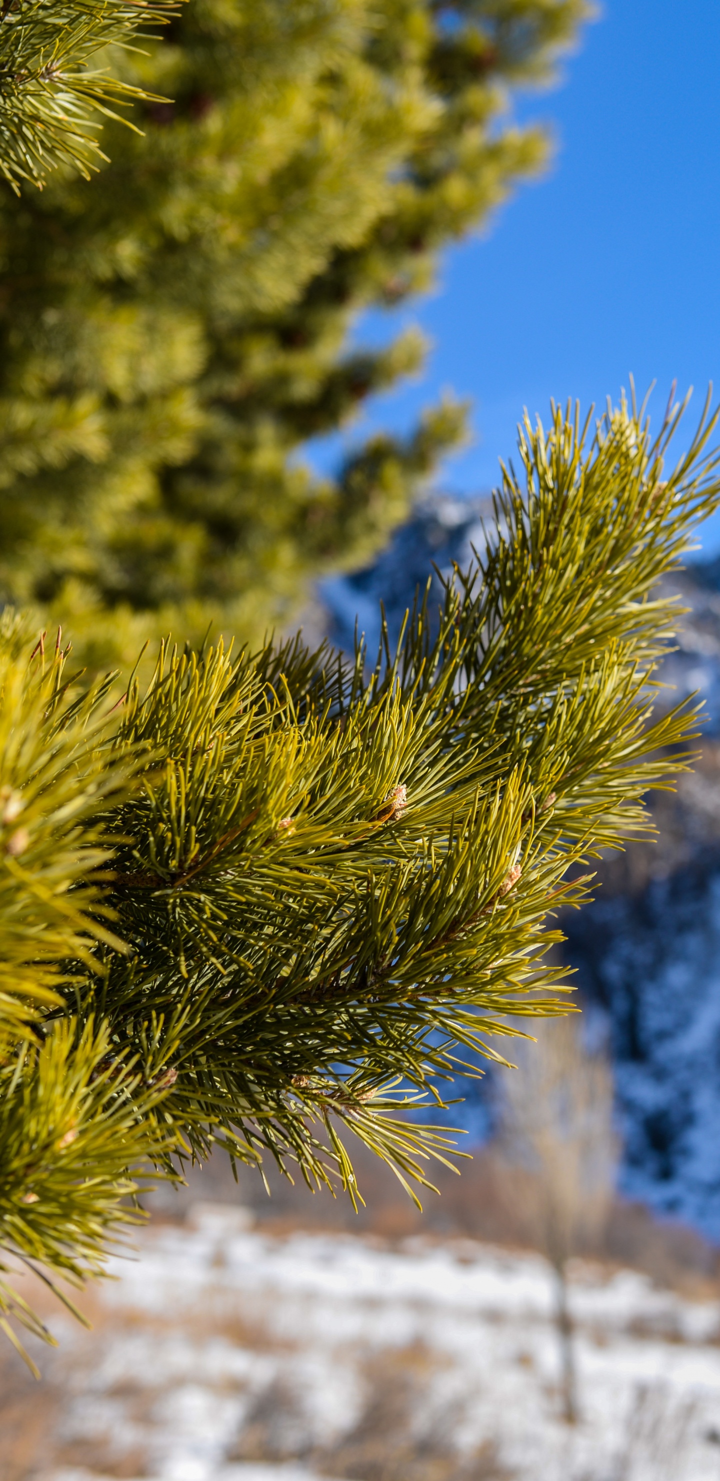 Pino Verde Sobre Suelo Cubierto de Nieve Durante el Día. Wallpaper in 1440x2960 Resolution