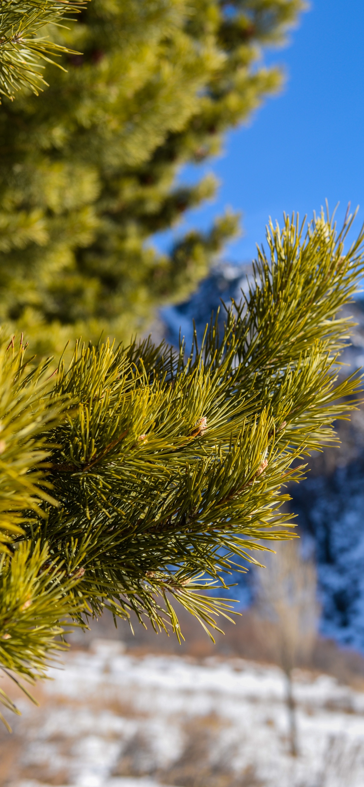 Pin Vert Sur Sol Couvert de Neige Pendant la Journée. Wallpaper in 1242x2688 Resolution