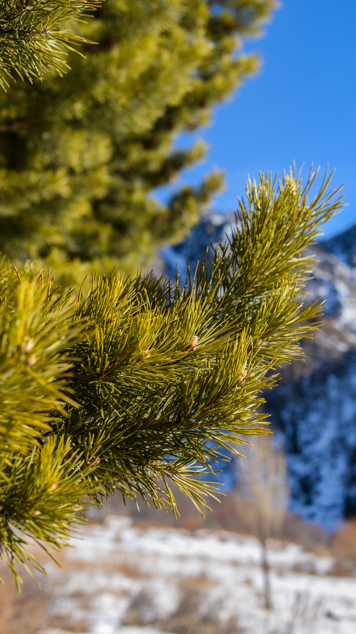 Pin Vert Sur Sol Couvert de Neige Pendant la Journée. Wallpaper in 1440x2560 Resolution