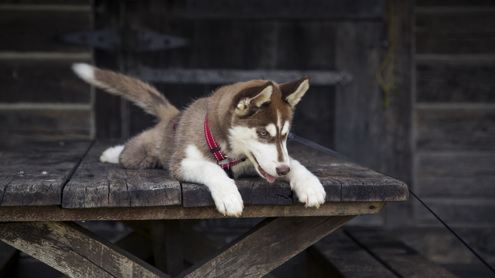 Chiot Husky Sibérien Brun et Blanc Sur Banc en Bois Marron. Wallpaper in 1920x1080 Resolution