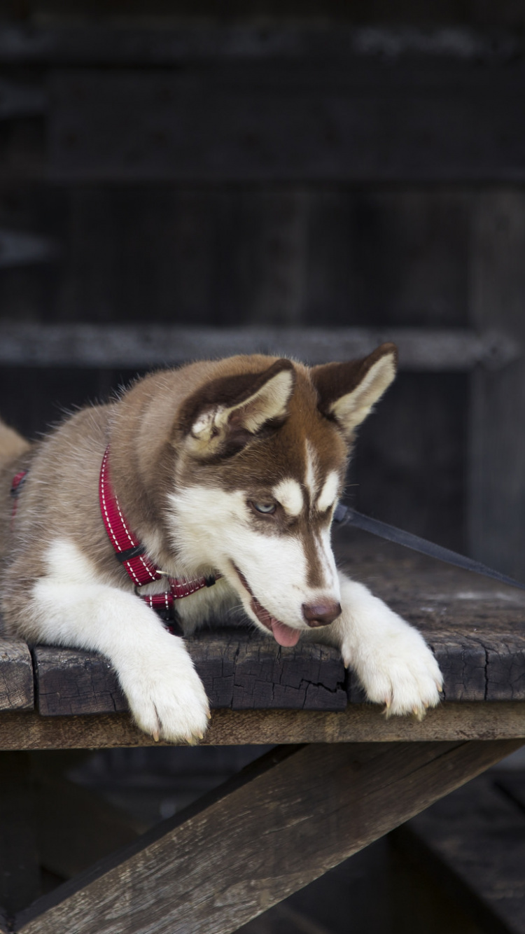 Chiot Husky Sibérien Brun et Blanc Sur Banc en Bois Marron. Wallpaper in 750x1334 Resolution