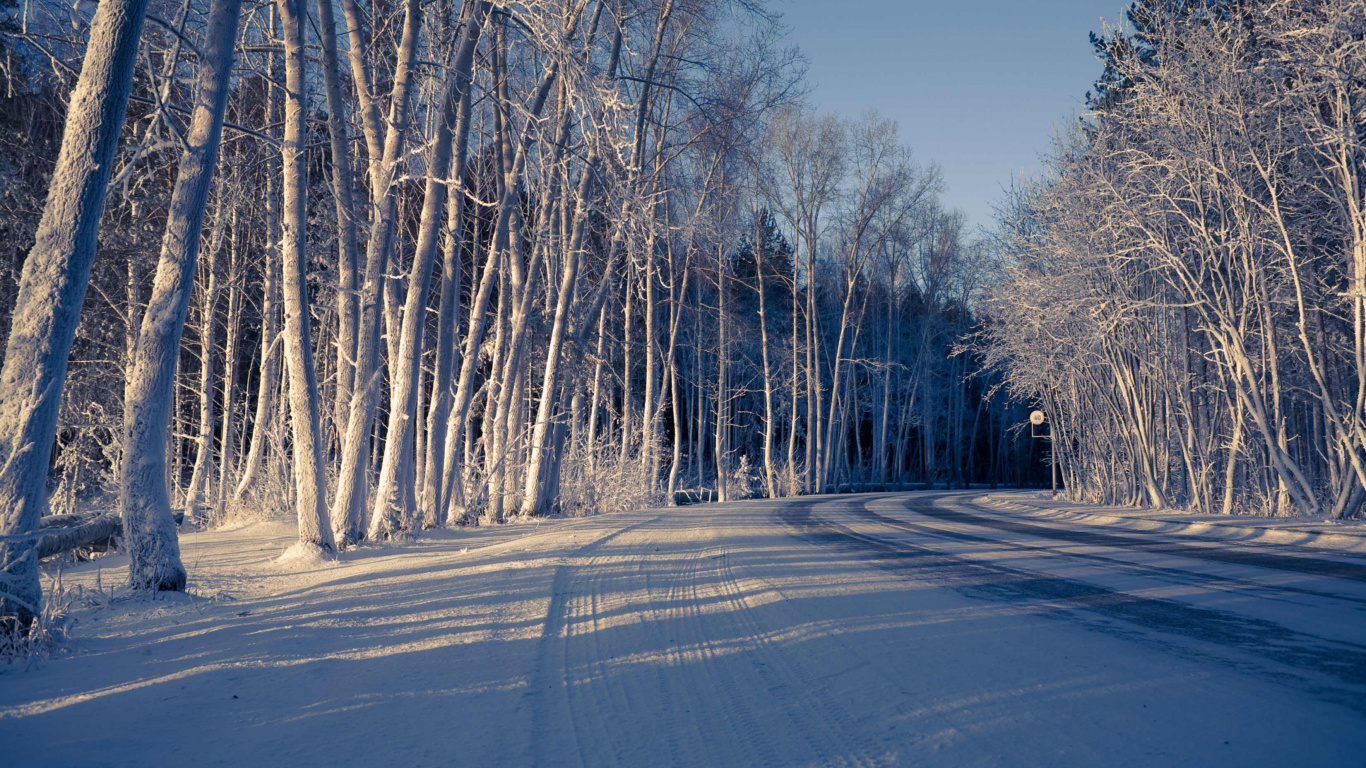 Arbres Nus Sur Sol Couvert de Neige Sous Ciel Bleu Pendant la Journée. Wallpaper in 1366x768 Resolution