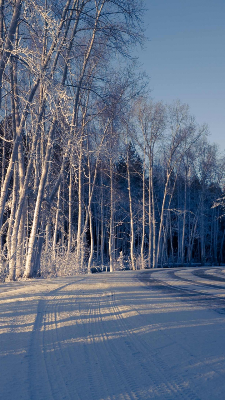 Bare Trees on Snow Covered Ground Under Blue Sky During Daytime. Wallpaper in 720x1280 Resolution