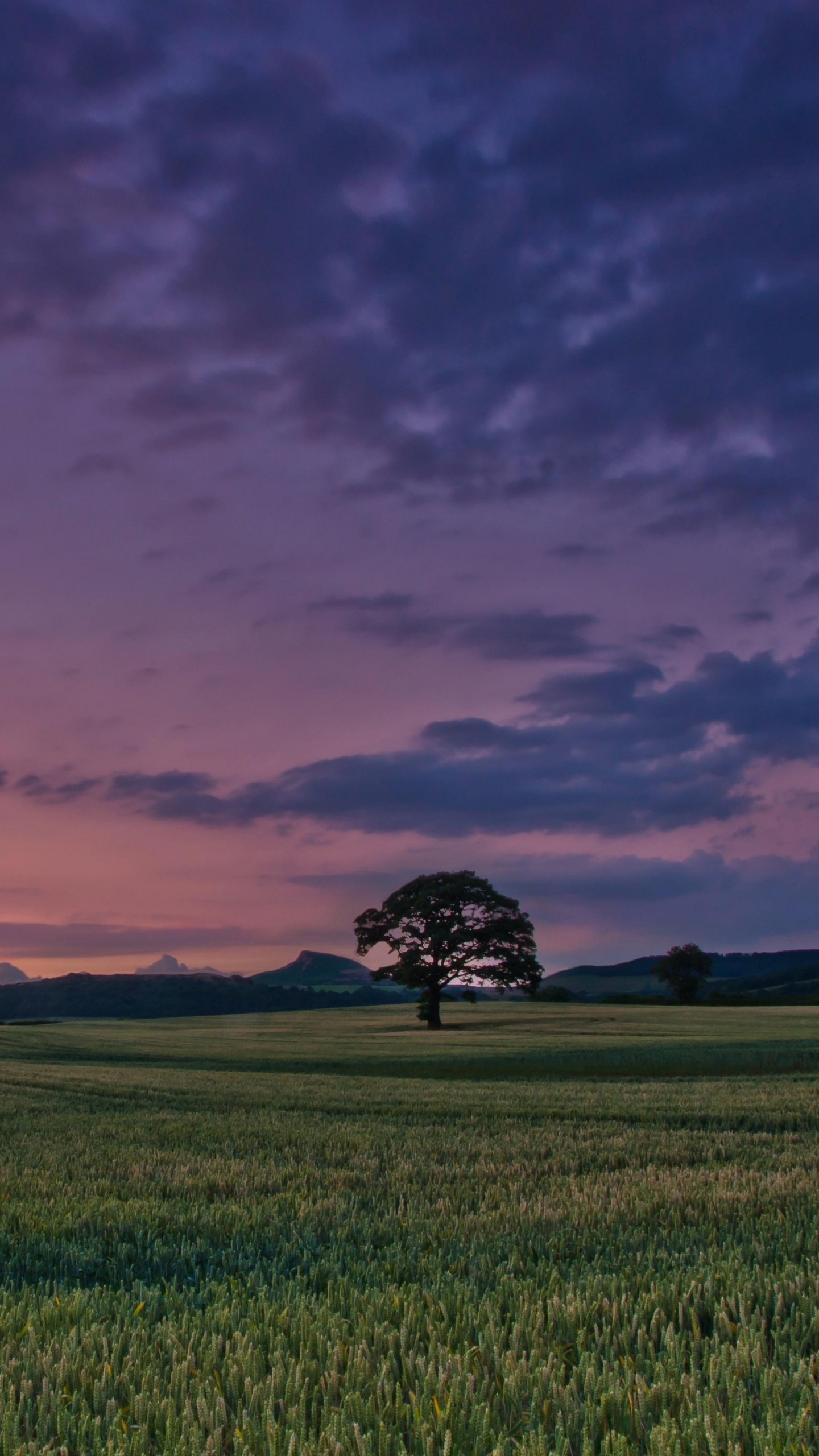 Champ D'herbe Verte Sous un Ciel Nuageux Pendant le Coucher du Soleil. Wallpaper in 1440x2560 Resolution