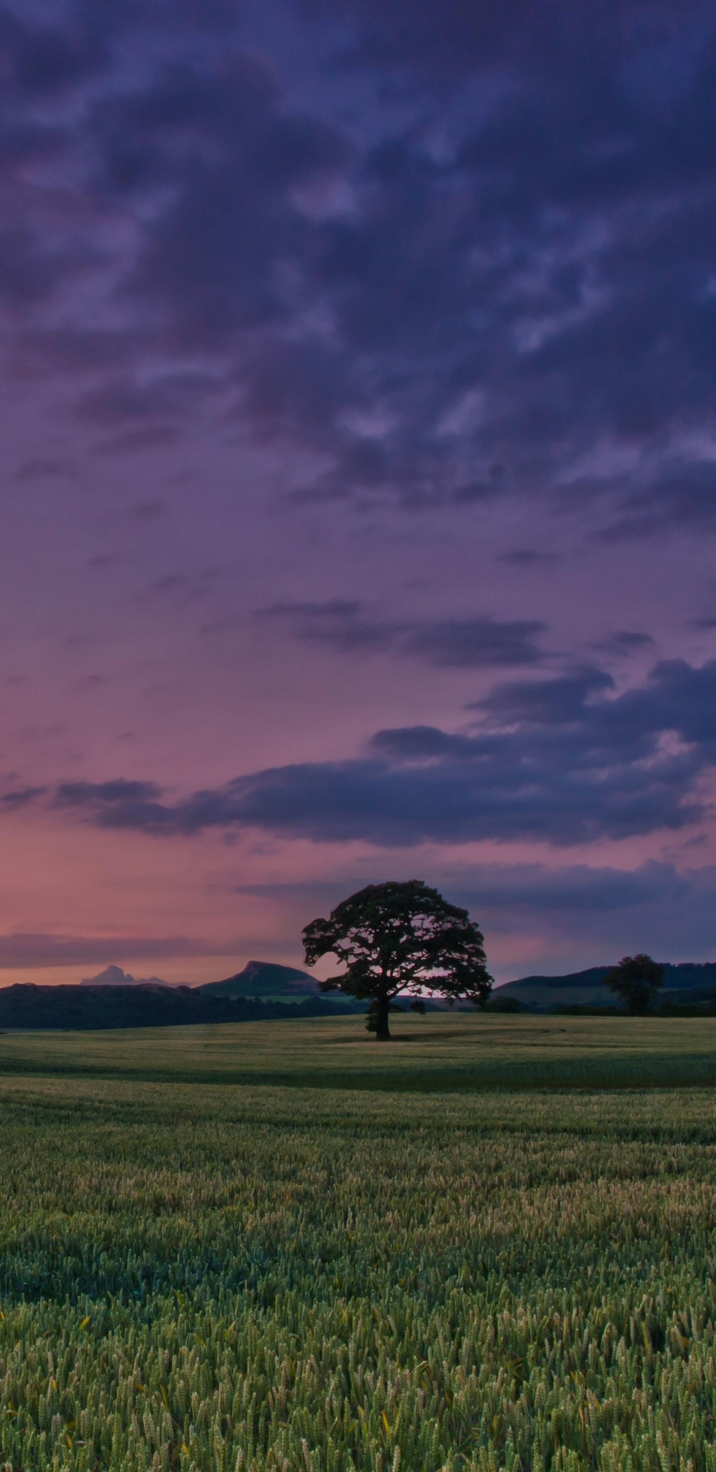 Green Grass Field Under Cloudy Sky During Sunset. Wallpaper in 1440x2960 Resolution