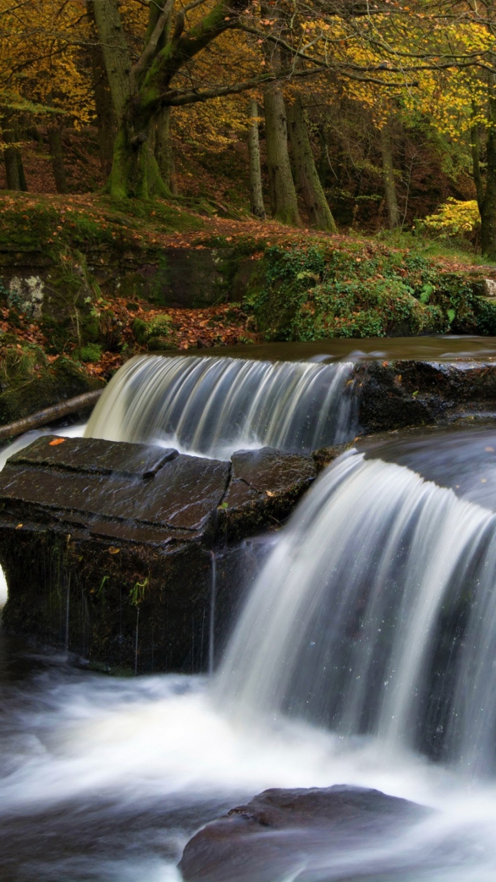 Cascadas en el Bosque Durante el Día.. Wallpaper in 720x1280 Resolution