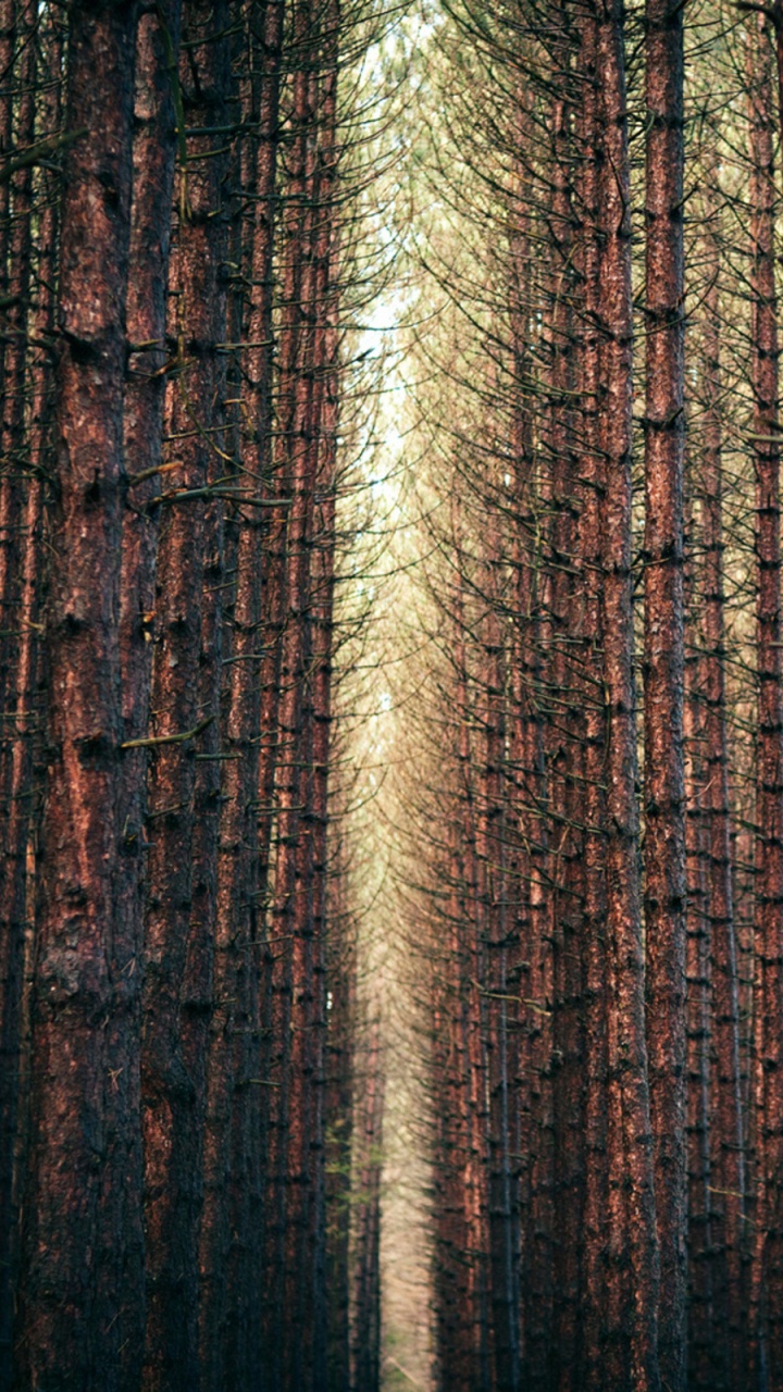 Tronco de Árbol Marrón y Negro. Wallpaper in 720x1280 Resolution