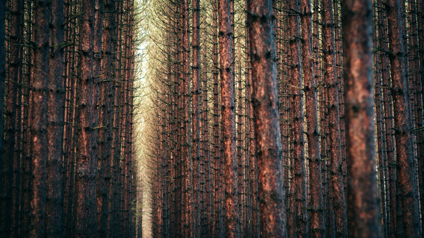 Brauner Und Schwarzer Baumstamm. Wallpaper in 1366x768 Resolution