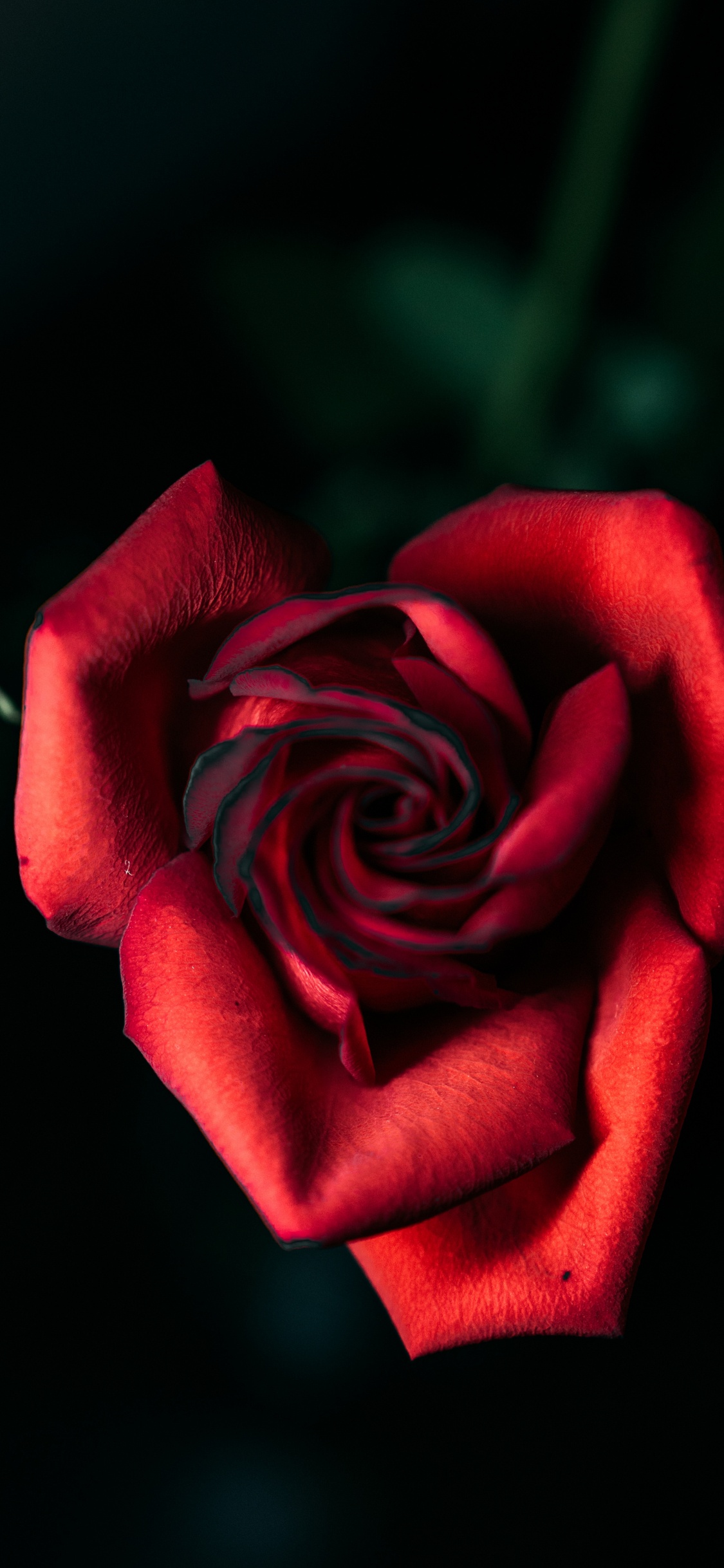 Rosa Roja en Fotografía de Cerca. Wallpaper in 1125x2436 Resolution