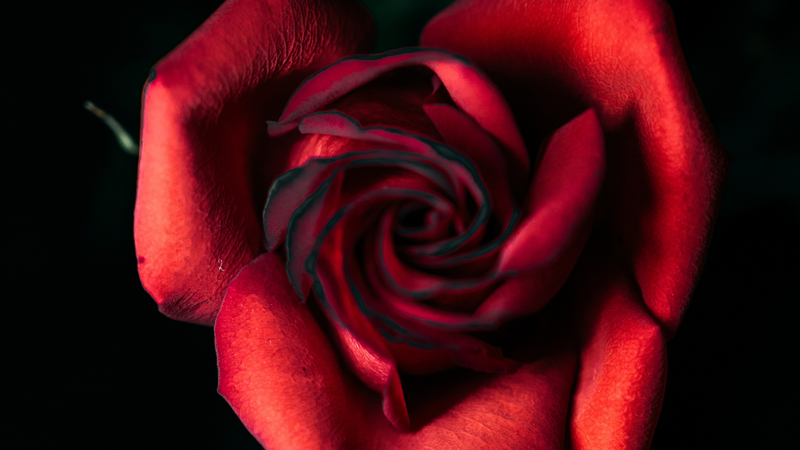 Rosa Roja en Fotografía de Cerca. Wallpaper in 2560x1440 Resolution