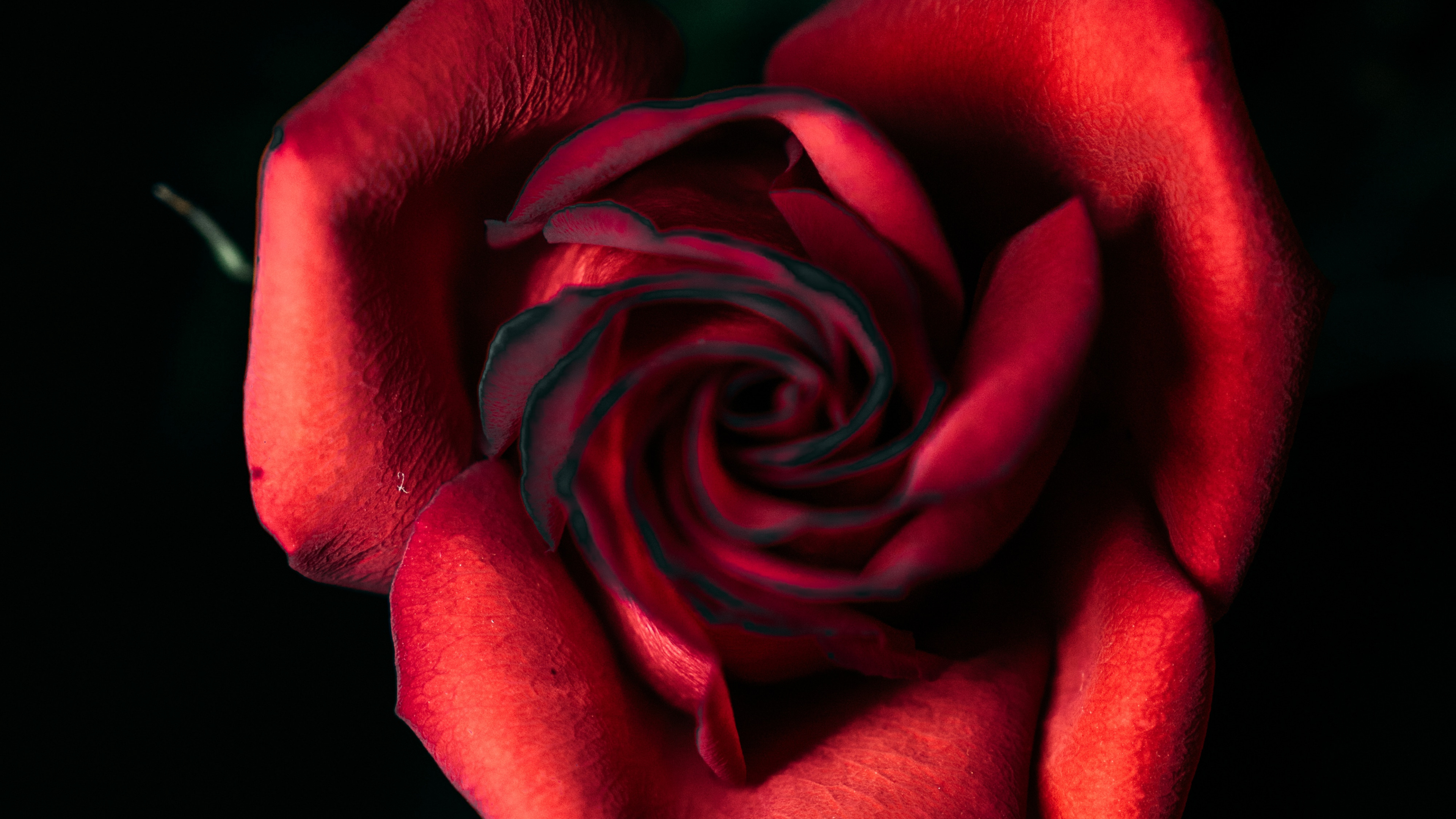 Rose Rouge en Photographie Rapprochée. Wallpaper in 3840x2160 Resolution