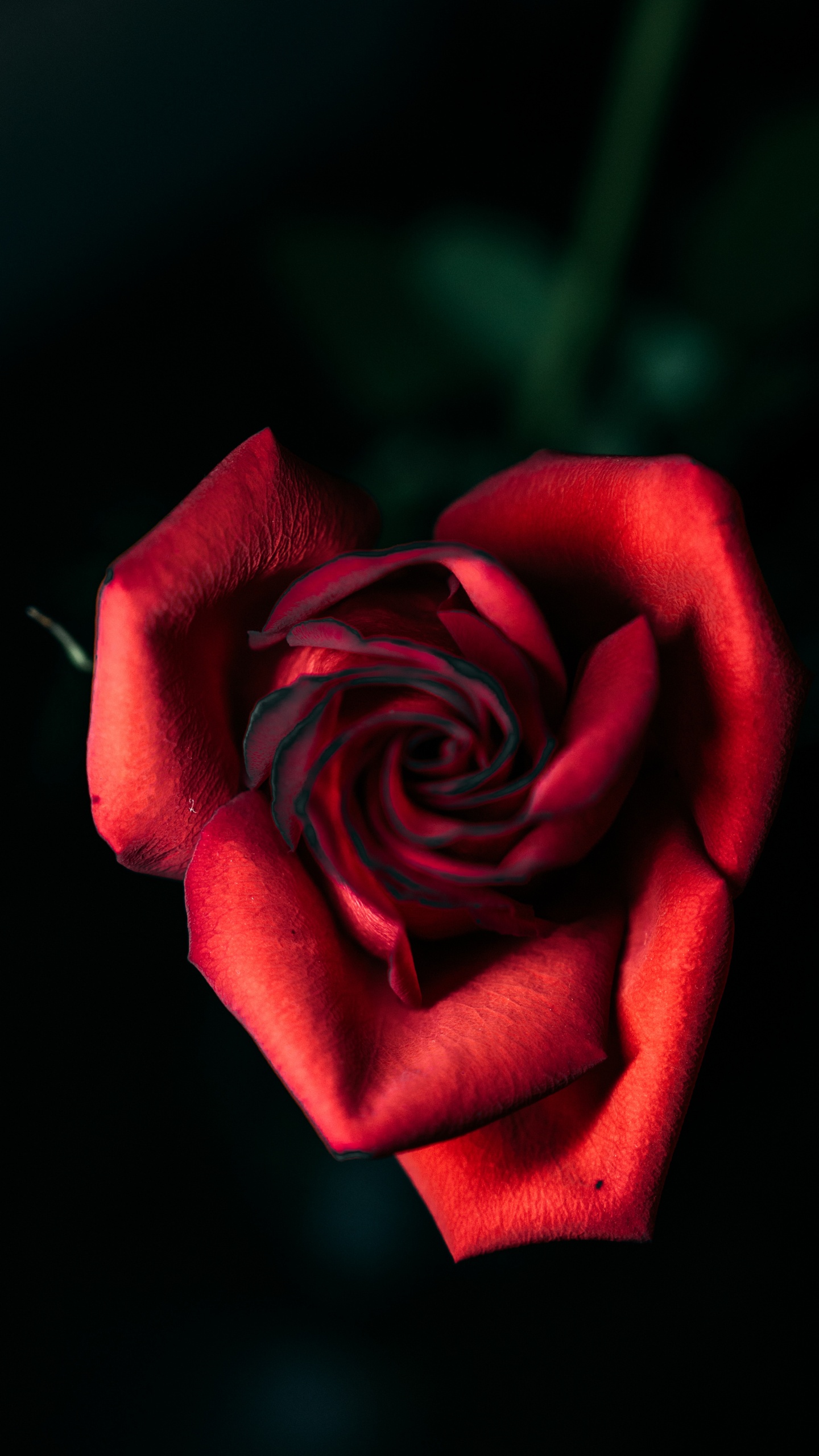 Rote Rose in Nahaufnahmen. Wallpaper in 1440x2560 Resolution