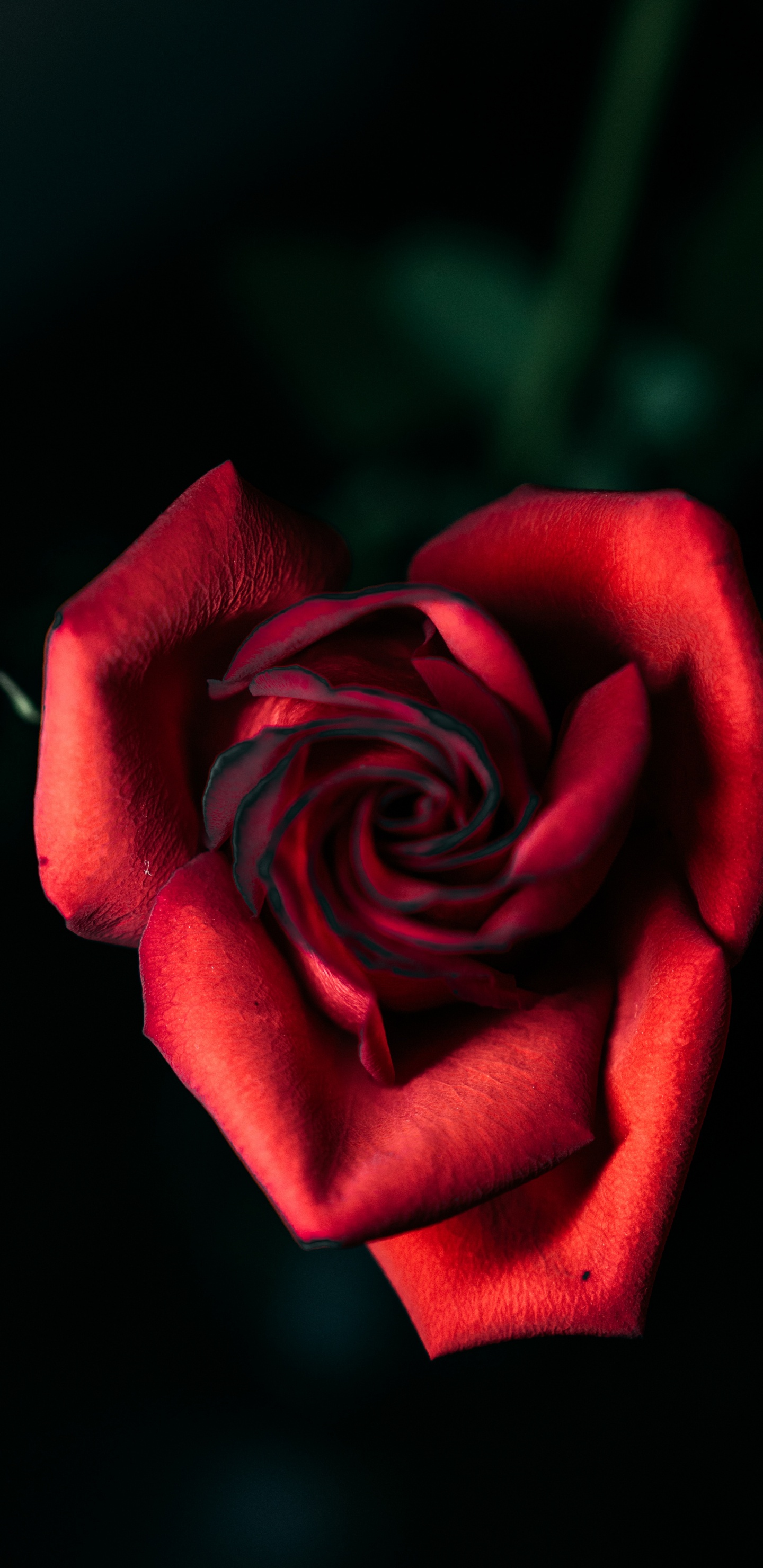 Rote Rose in Nahaufnahmen. Wallpaper in 1440x2960 Resolution