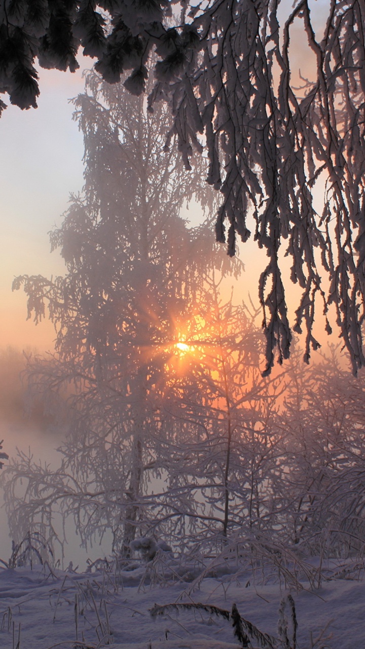 Arbres Verts Sur le Sol Couvert de Neige Pendant le Coucher du Soleil. Wallpaper in 720x1280 Resolution