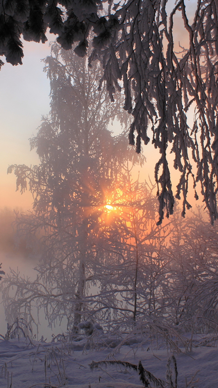 Grüne Bäume Auf Schneebedecktem Boden Bei Sonnenuntergang. Wallpaper in 750x1334 Resolution