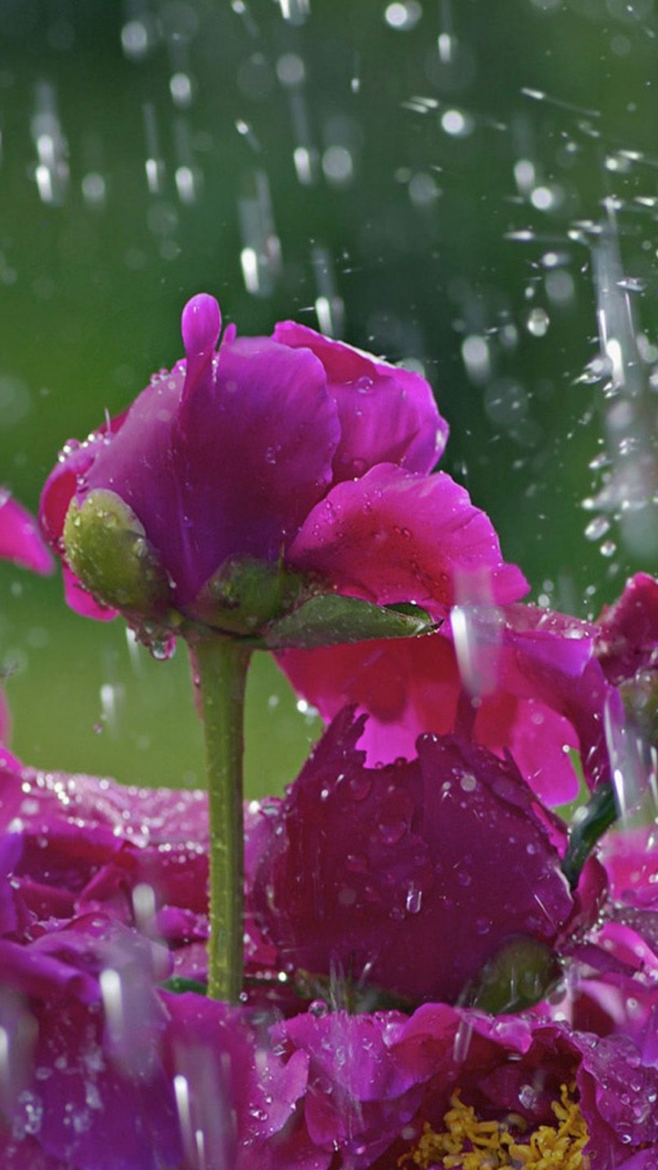 Pink Flower in Tilt Shift Lens. Wallpaper in 720x1280 Resolution