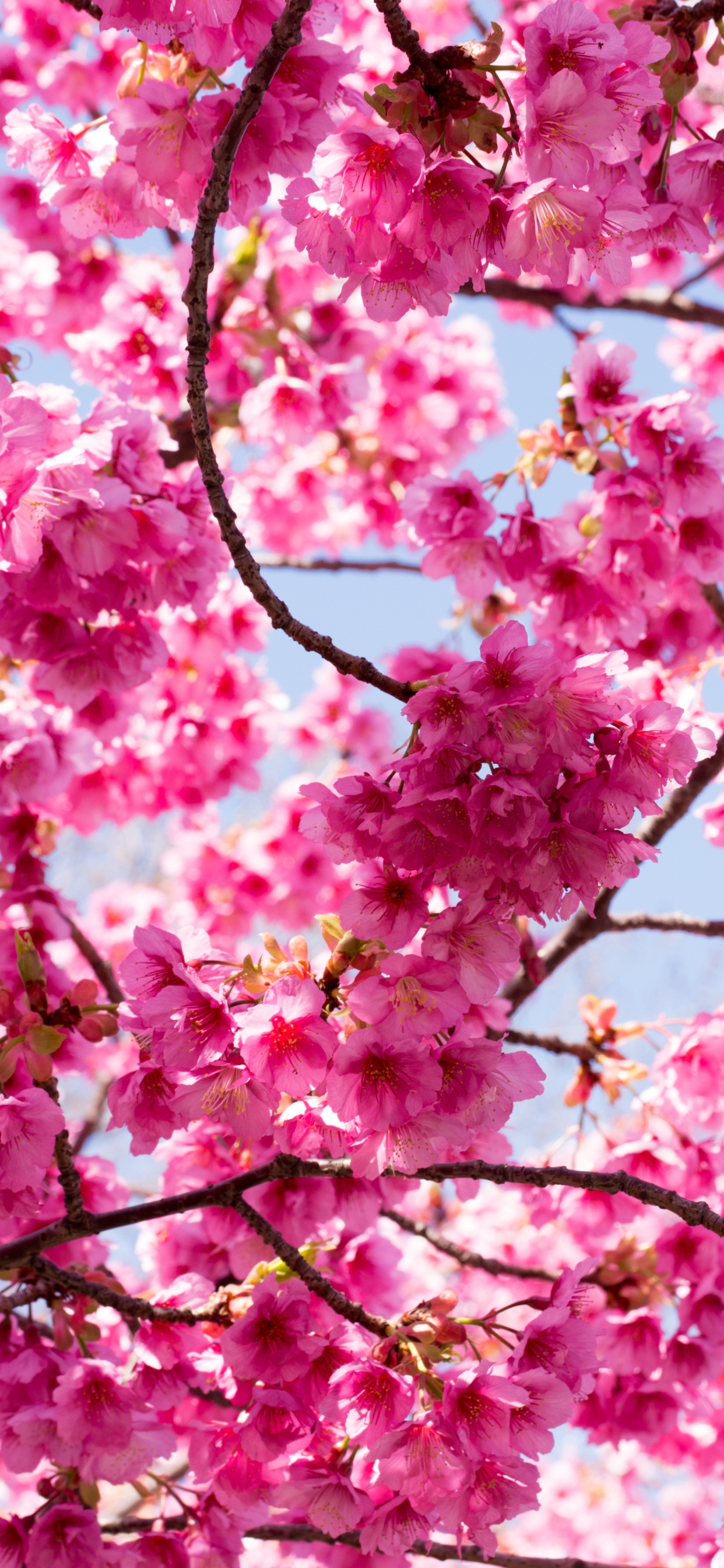 Baum, Branch, Kirschblüte, Garden, Blatt. Wallpaper in 1242x2688 Resolution