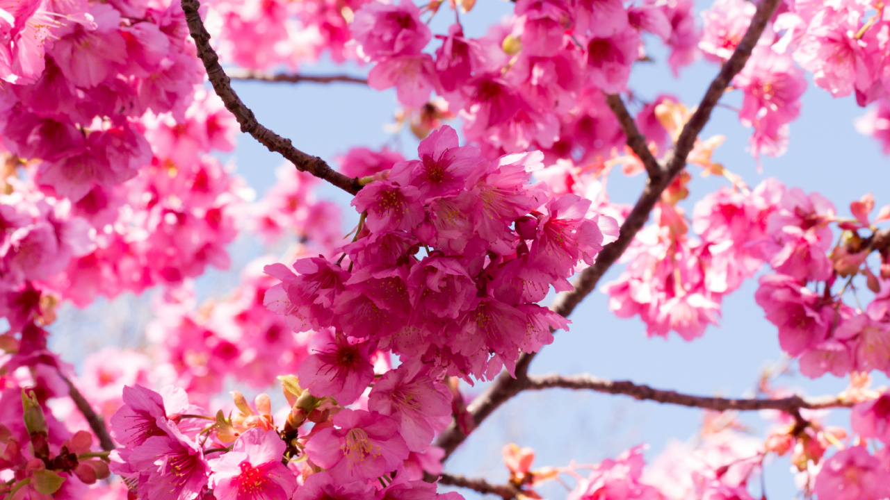Baum, Branch, Kirschblüte, Garden, Blatt. Wallpaper in 1280x720 Resolution