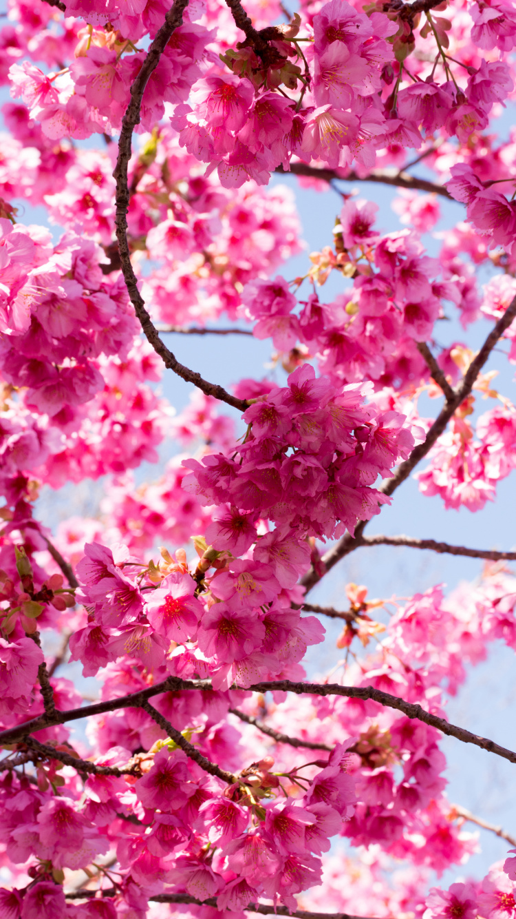 Blossom, Flower, Tree, Branch, Cherry Blossom. Wallpaper in 750x1334 Resolution