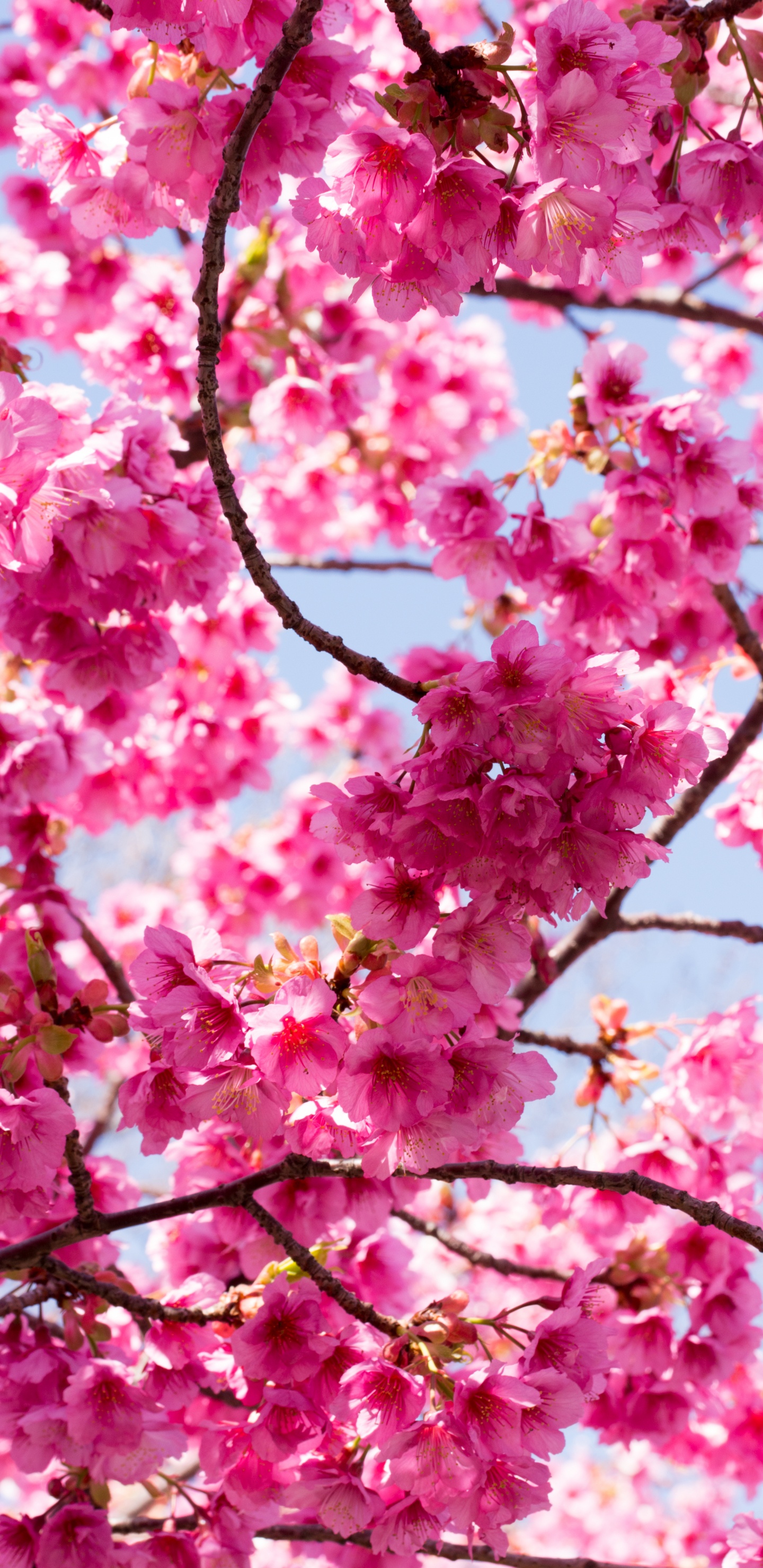 Sucursal, Cerezo, Jardin, Luz, Pétalo. Wallpaper in 1440x2960 Resolution