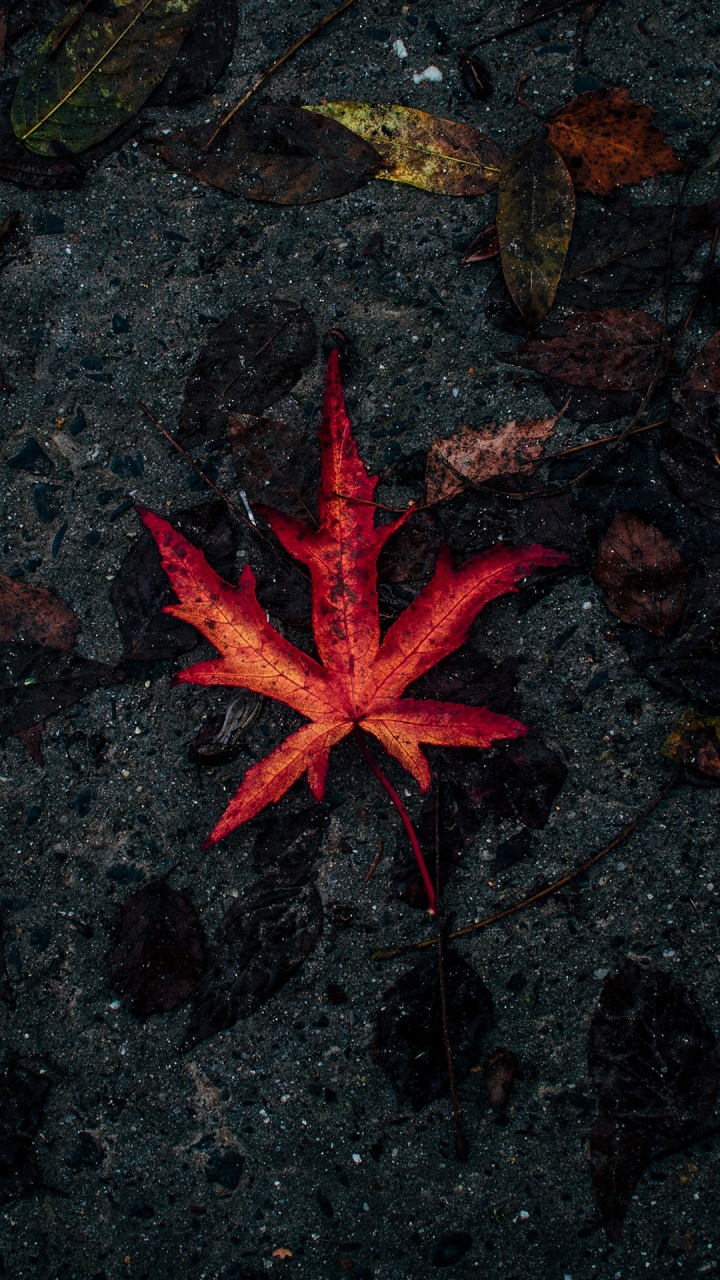 Leaf, Autumn, Tree, Fototapet, Road Surface. Wallpaper in 720x1280 Resolution